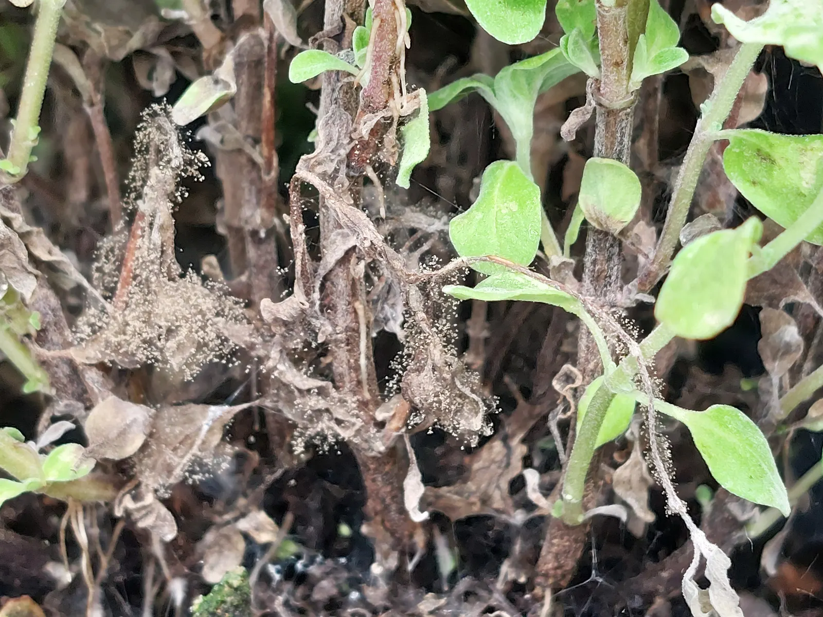 Oregano (Origanum Libanoticum) — exhibits a trailing habit