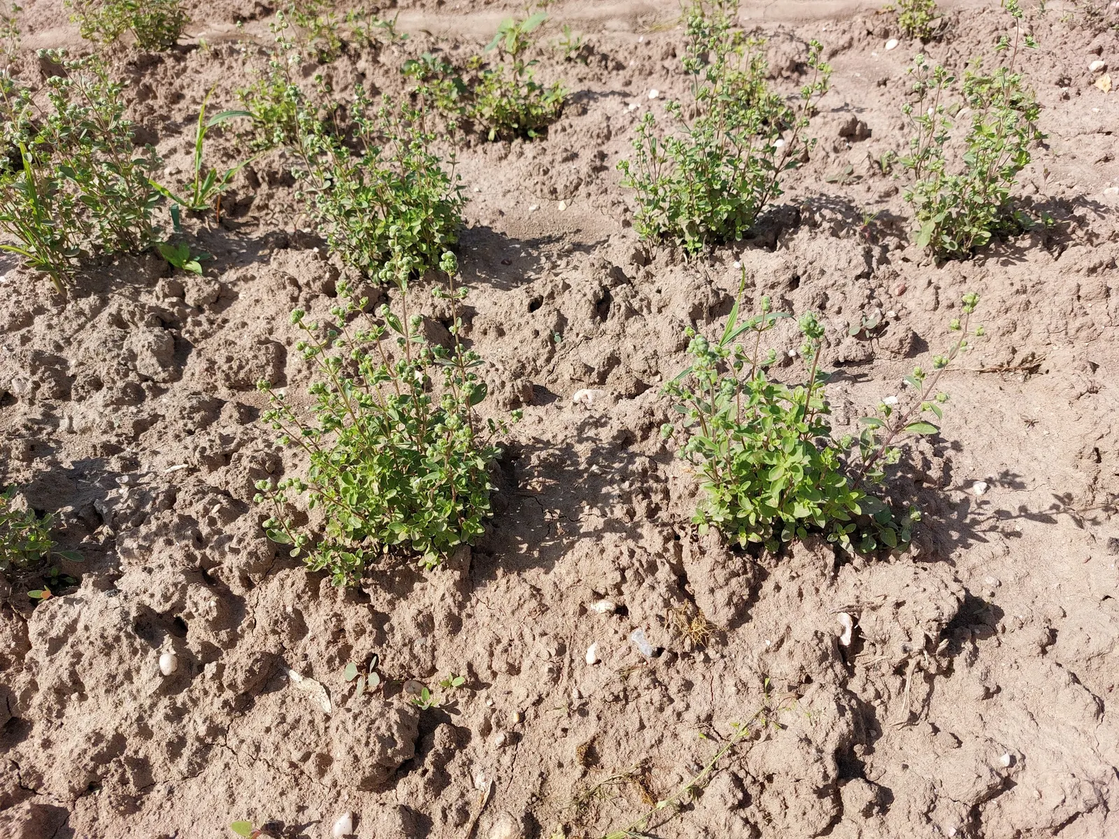 Oregano (Origanum Libanoticum) — is a perennial herb prized for its cascading habit and showy; making it particularly suited for raised beds