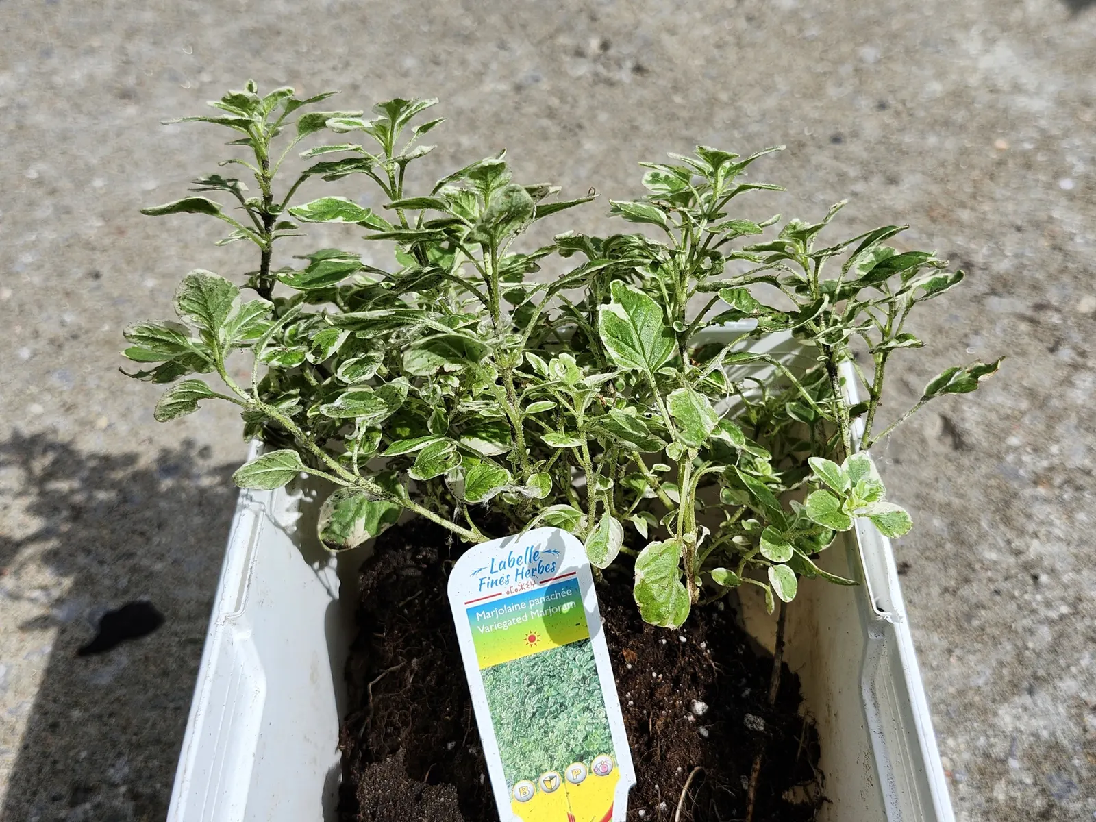 Oregano (Origanum Libanoticum) — attracting pollinators and adding a fragrant touch to the landscape; it reaches a height of up to 12 inches while spreading 18