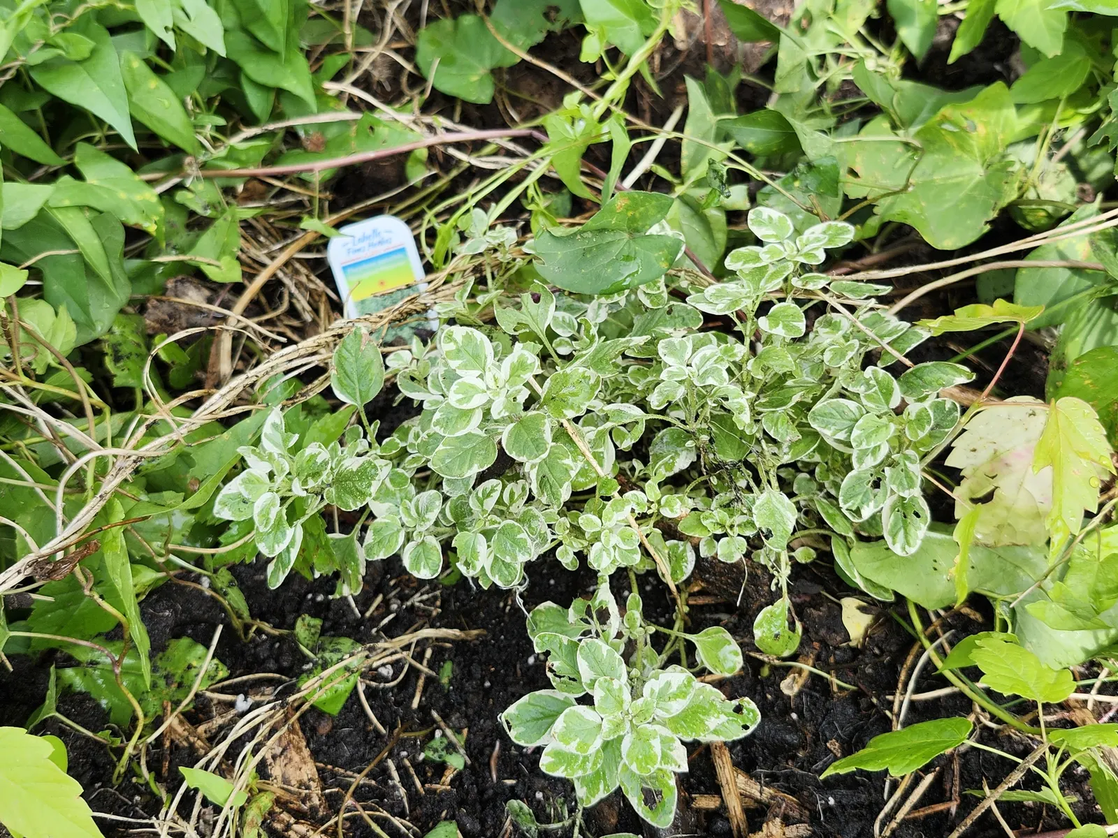 Oregano (Origanum Libanoticum) — is a perennial herb prized for its cascading habit and showy