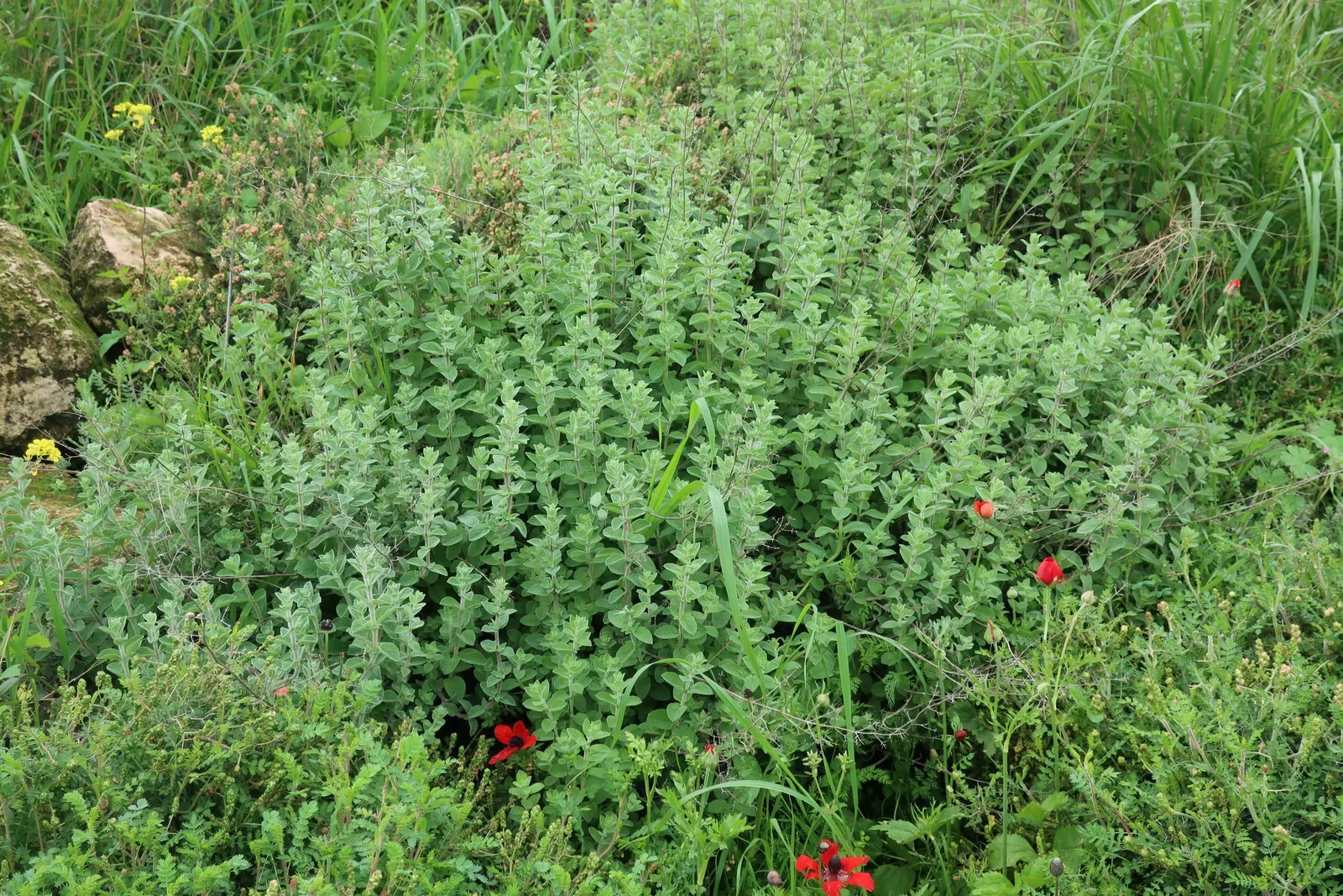 Oregano (Origanum Libanoticum) — which makes it an excellent choice for xeriscaping or regions with hotter