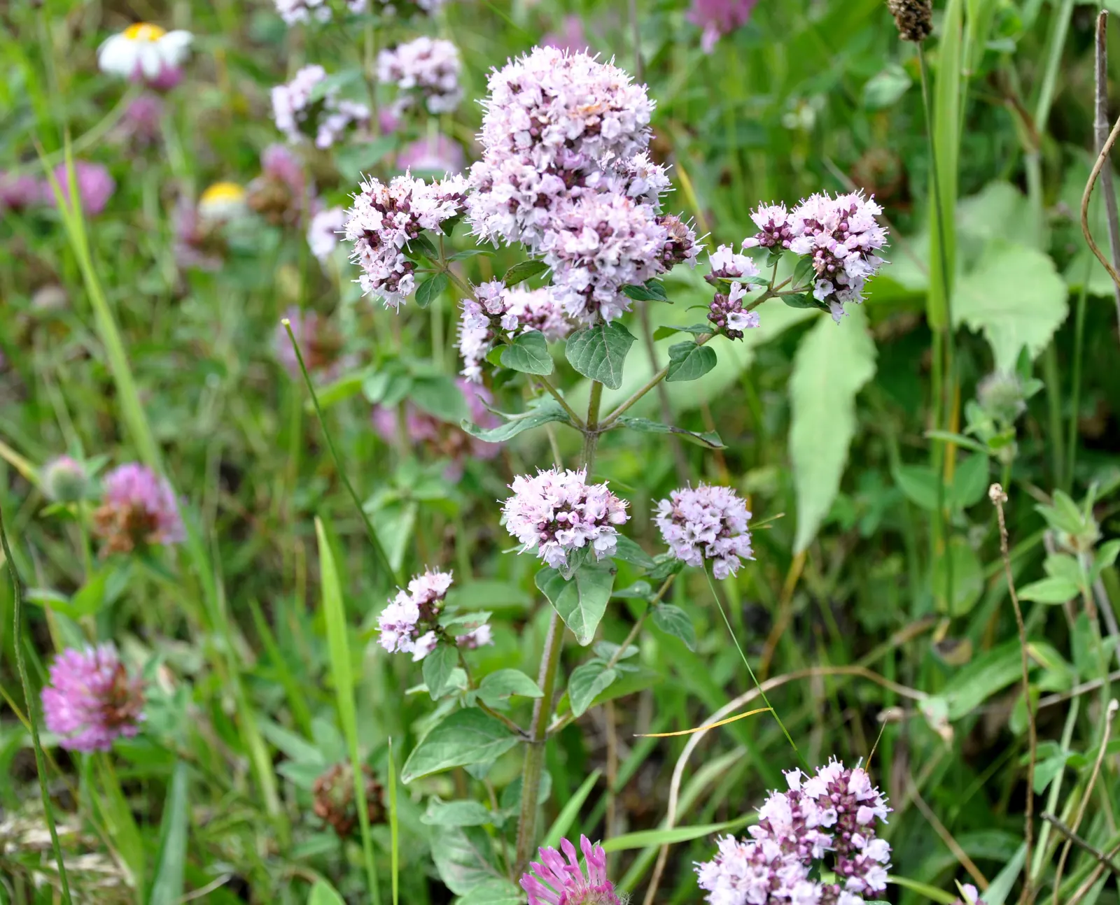 Oregano (Origanum Libanoticum) — Tolerant of drought once established, it thrives in well-drained soil