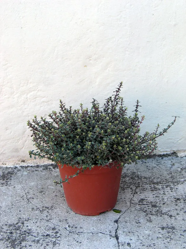 Oregano (Origanum Libanoticum) — making it particularly suited for raised beds; when teaching clients about their garden plants