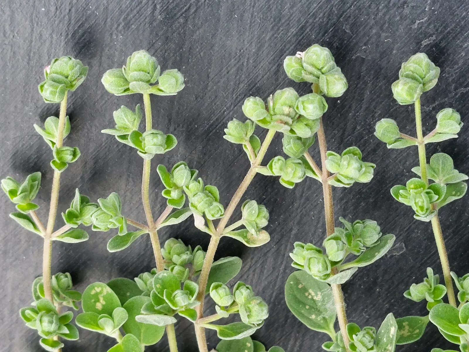 Oregano (Origanum Libanoticum) — enhancing the biodiversity of the garden; with a grayish-green hue that offers a beautiful contrast against its summer flowers