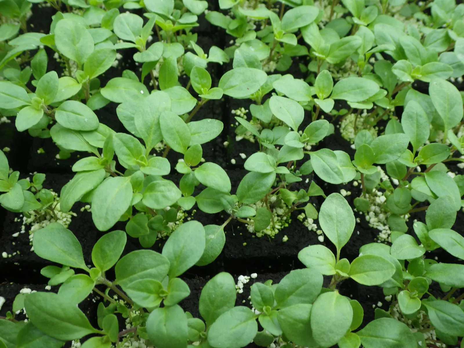 Oregano (Origanum Libanoticum) — attracting pollinators and adding a fragrant touch to the landscape