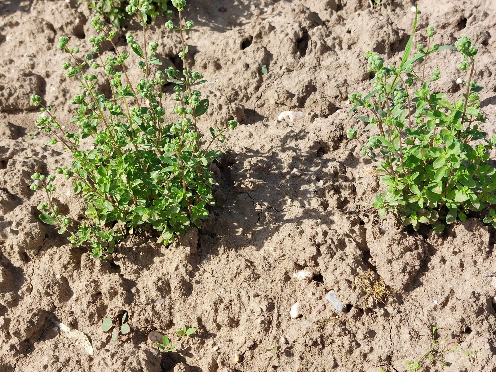 Oregano (Origanum Libanoticum) — Tolerant of drought once established, it thrives in well-drained soil; and its role in supporting local ecology, image 56
