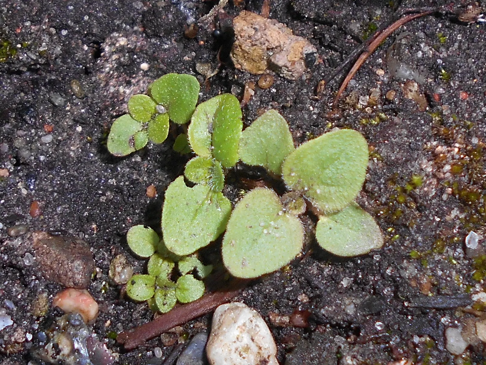Oregano (Origanum Libanoticum) — is a perennial herb native to the Middle East