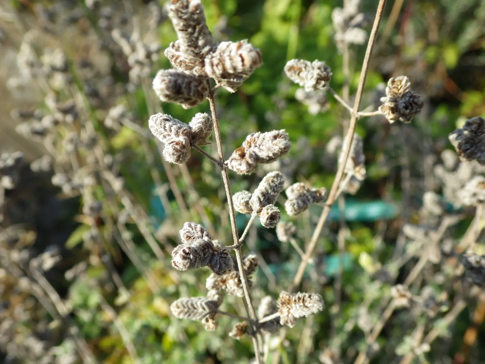 Oregano (Origanum Libanoticum) — When teaching clients about their garden plants