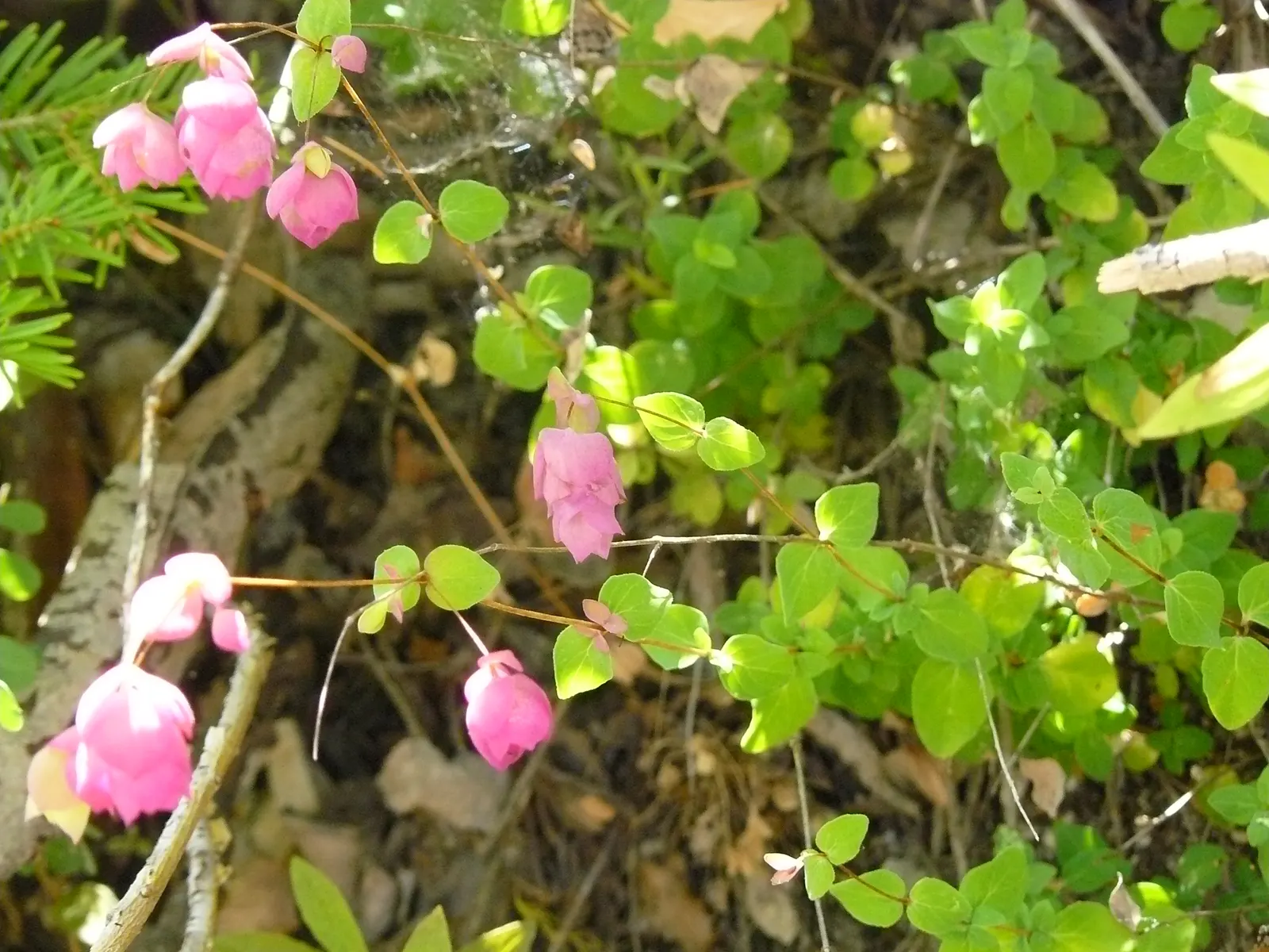 Oregano (Origanum Libanoticum) — It reaches up to 2 feet in width and 18 inches in height, flourishing in full sun to partial shade; drier, image 55