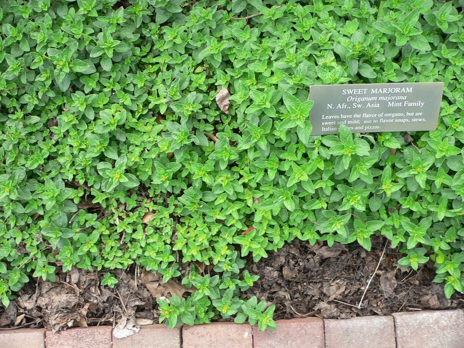 Oregano (Origanum Libanoticum) — featuring an enchanting cascade of dainty pink and white flowers that can be a standout in any garden