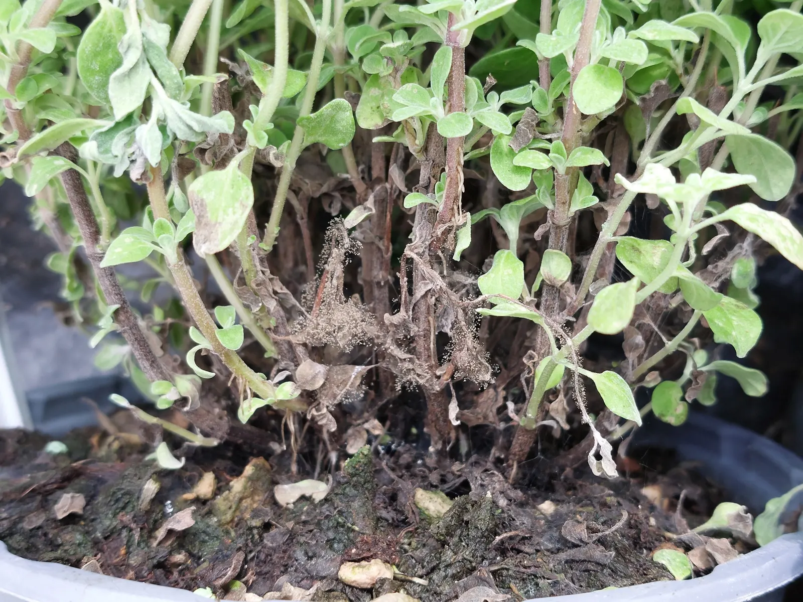 Oregano (Origanum Libanoticum) — Tolerant of drought once established, it thrives in well-drained soil; and its role in supporting local ecology