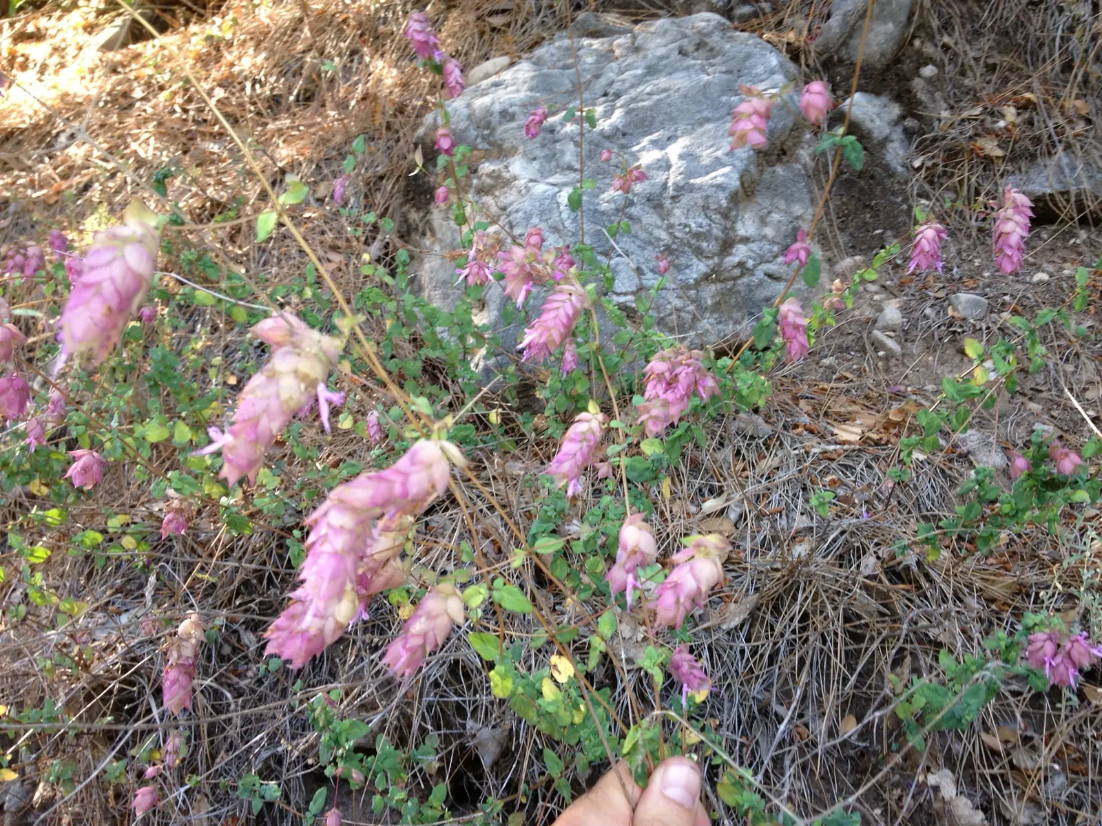 Oregano (Origanum Libanoticum) — Its delicate pink to purplish flowers bloom in summer; attracting pollinators and adding a fragrant touch to the, image 57