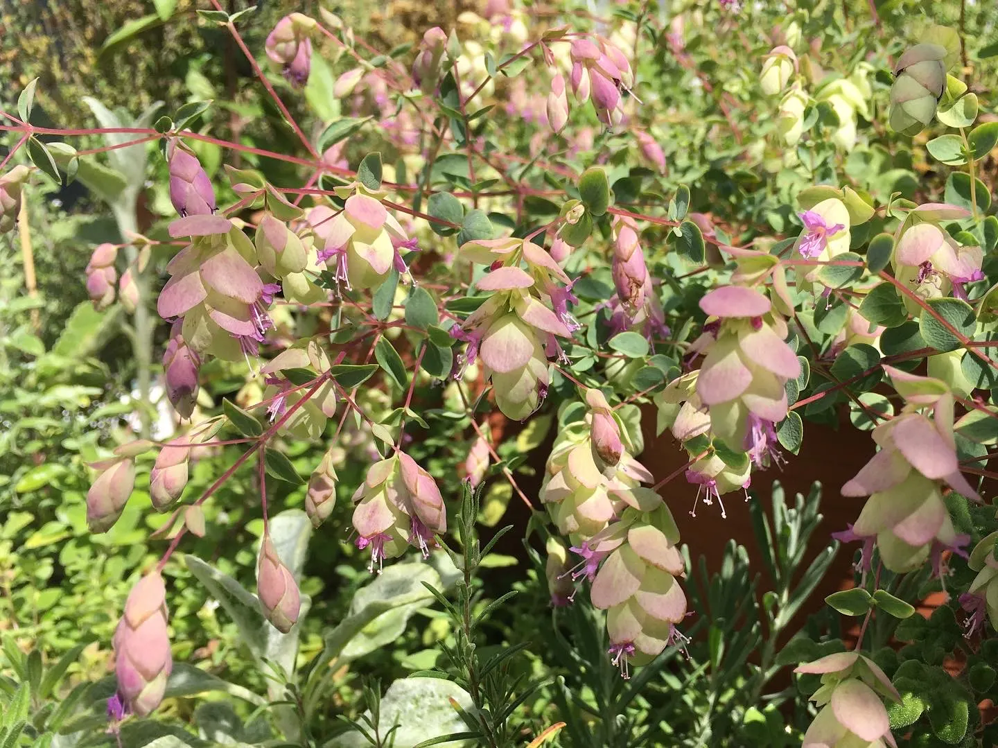 Oregano (Origanum Libanoticum) — This herb thrives in USDA Hardiness Zones 8 through 11, preferring a sunny spot with well-drained soil; ornamental, image 67