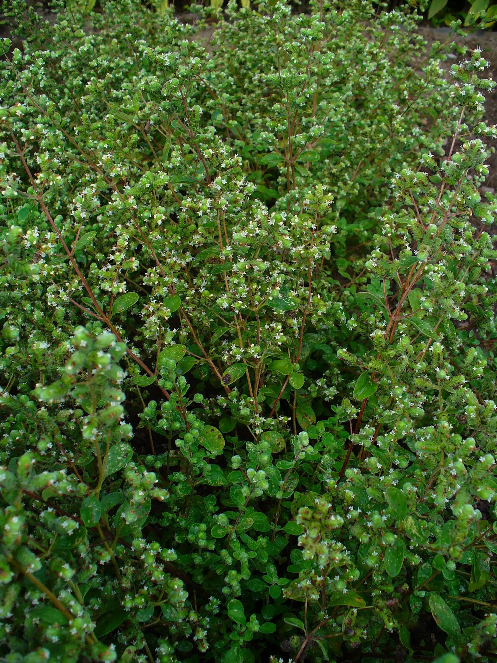 Oregano (Origanum Libanoticum) — emphasize marjoram's ease of maintenance