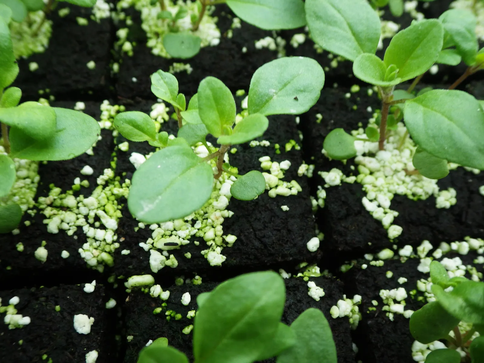 Oregano (Origanum Libanoticum) — drier climates.<br><br>As an addition to the landscape