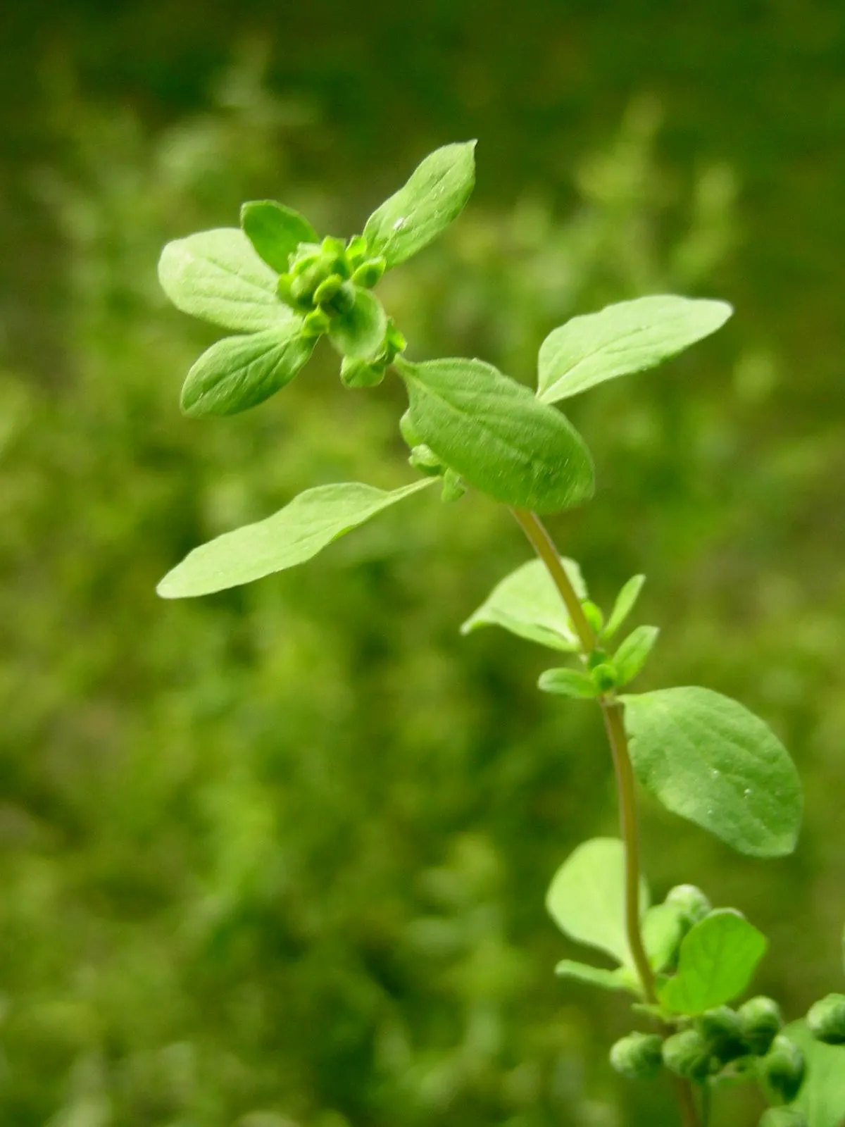 Oregano (Origanum Libanoticum) — When teaching clients about their garden plants; enhancing the biodiversity of the garden