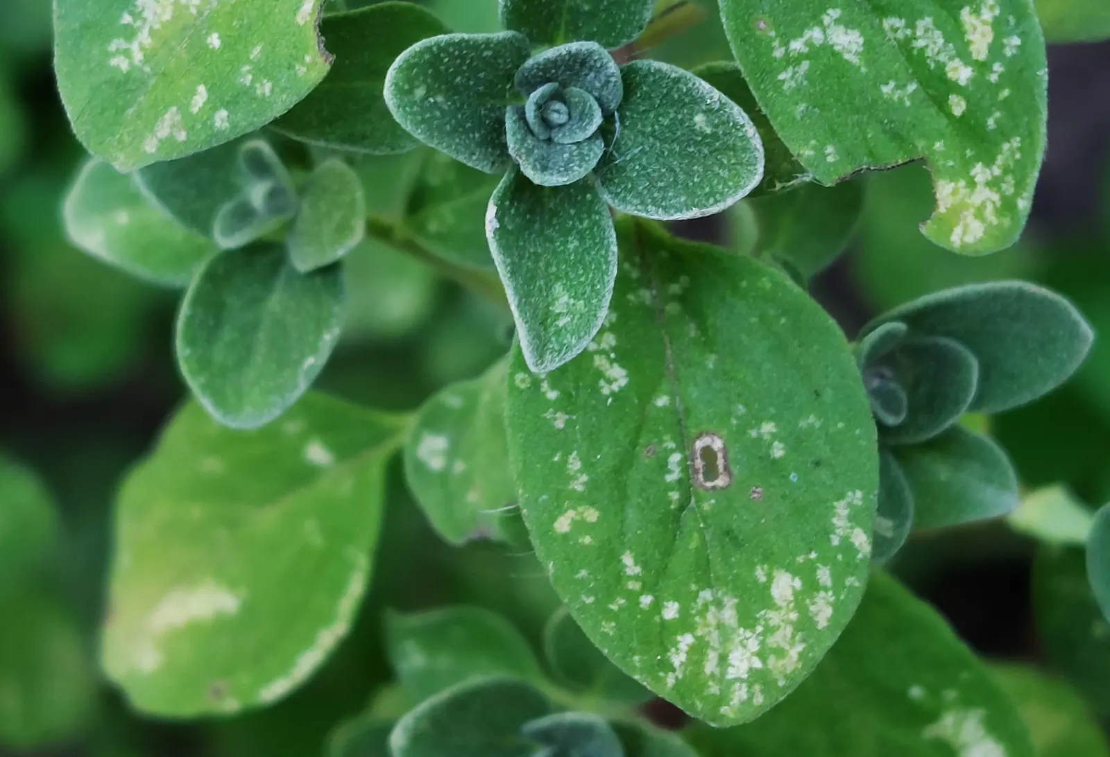 Oregano (Origanum Libanoticum) — where the full effect of its pendant blooms can be appreciated; it reaches up to 2 feet in width and 18 inches in height