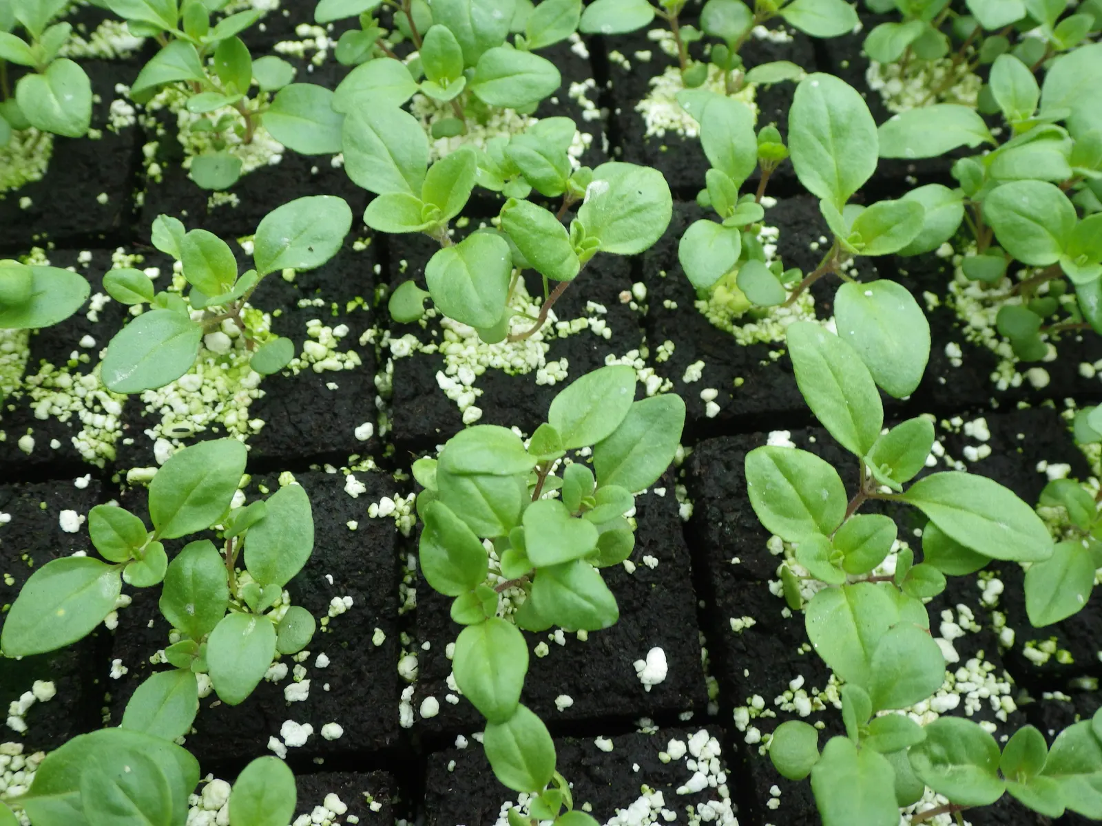 Oregano (Origanum Libanoticum) — herb / perennial for full; emphasize marjoram's ease of maintenance