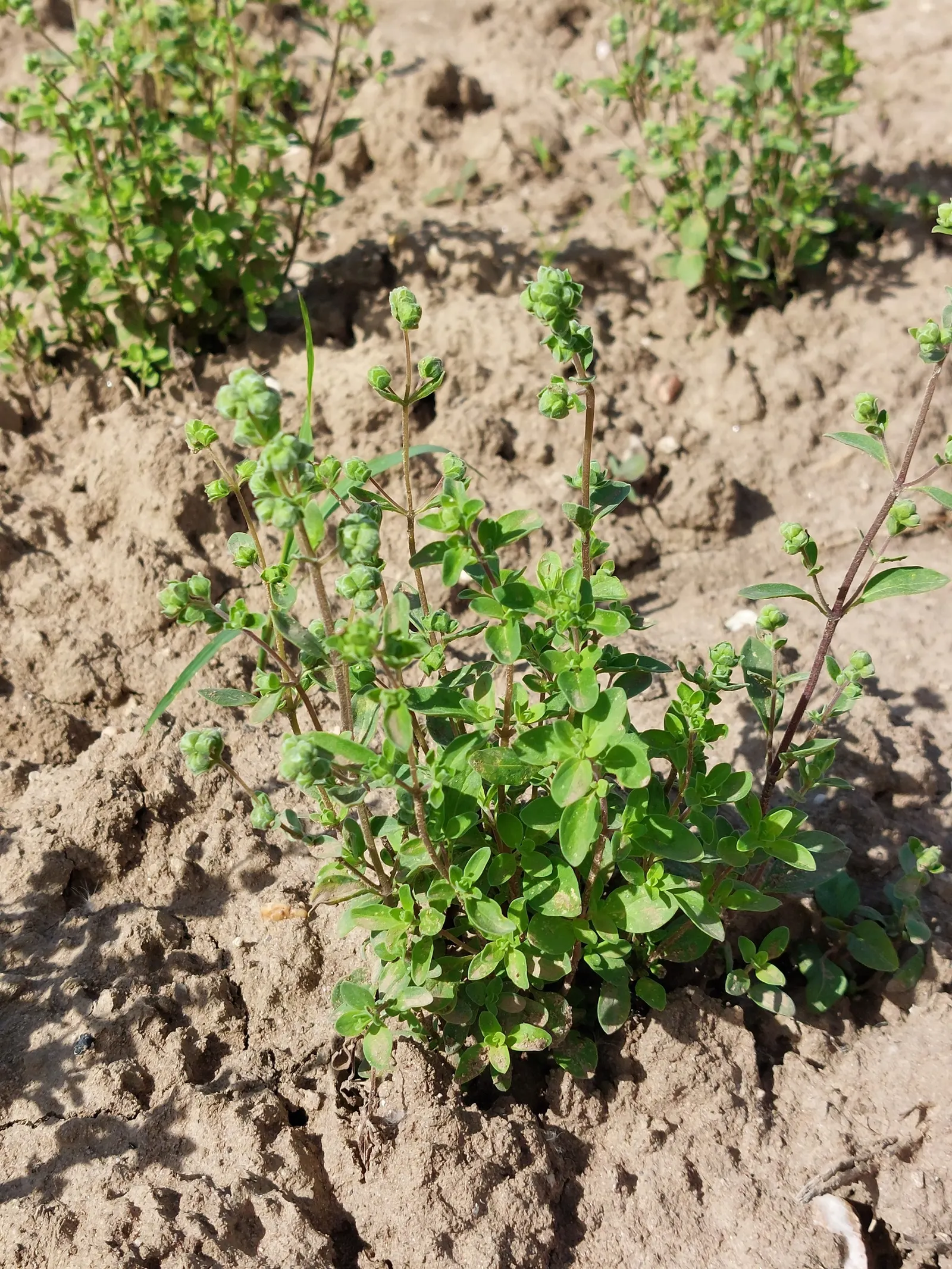 Oregano (Origanum Libanoticum) — drier climates.<br><br>As an addition to the landscape; origanum libanoticum not only provides visual appeal but also attracts