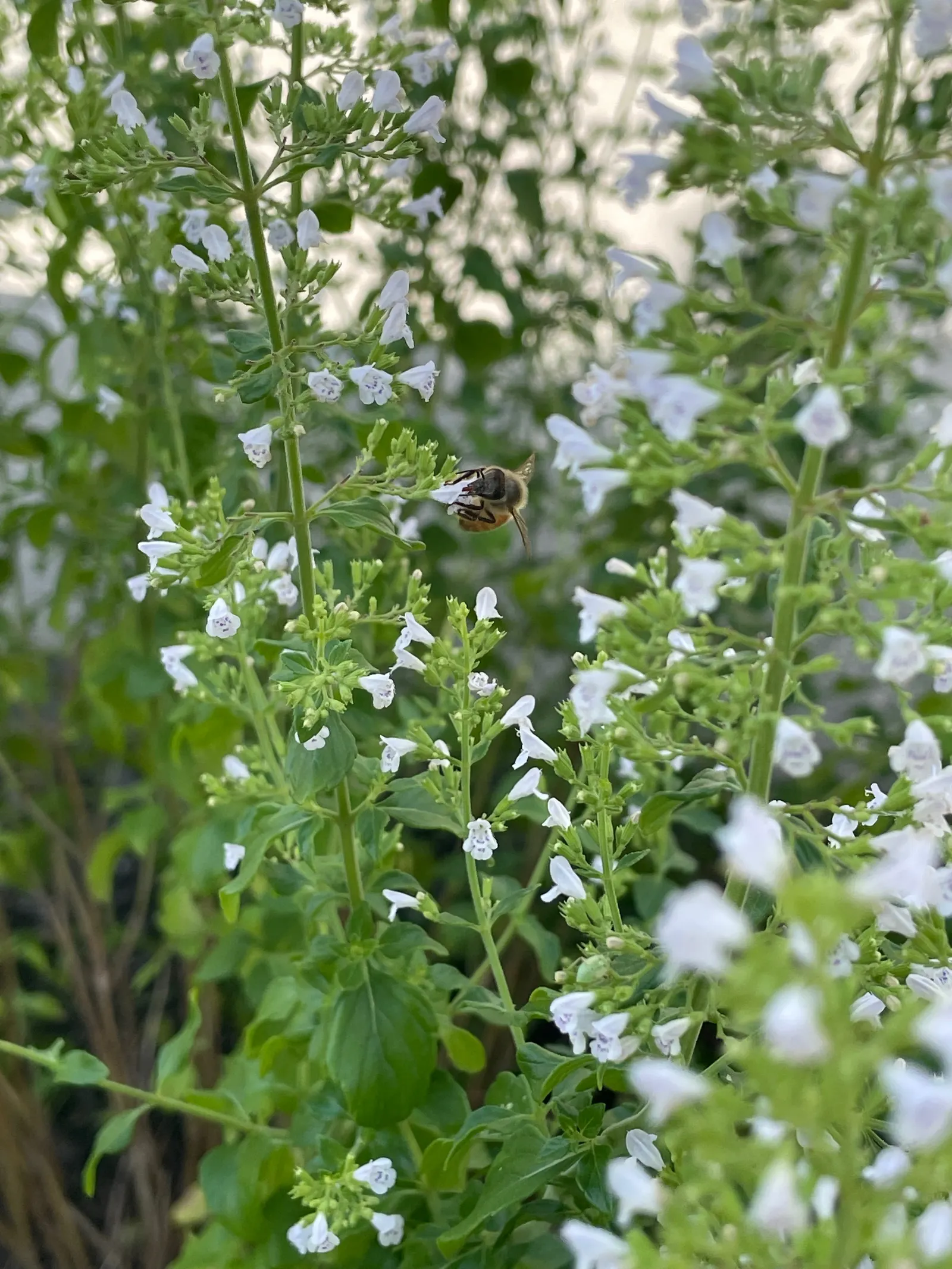 Oregano (Origanum Libanoticum) — featuring an enchanting cascade of dainty pink and white flowers that can be a standout in any garden; commonly known as