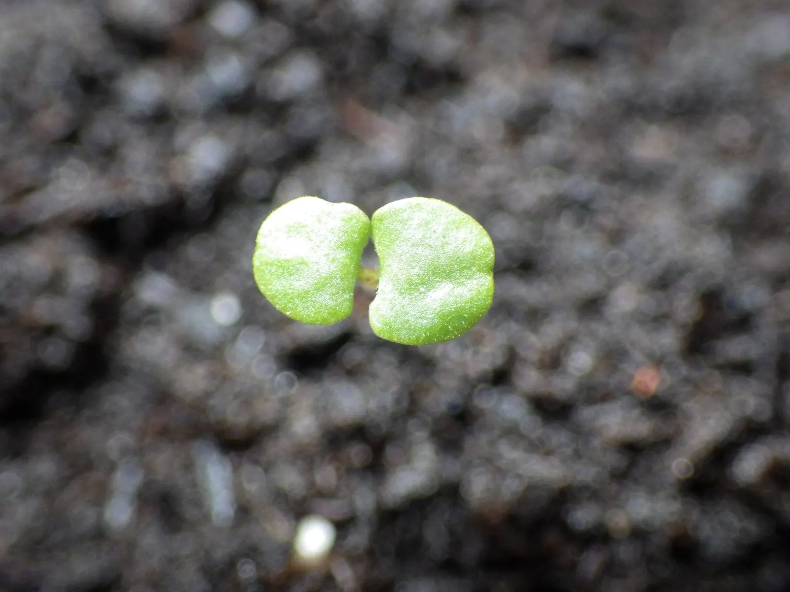 Oregano (Origanum Libanoticum) — ornamental and culinary value; commonly referred to as Lebanese Oregano