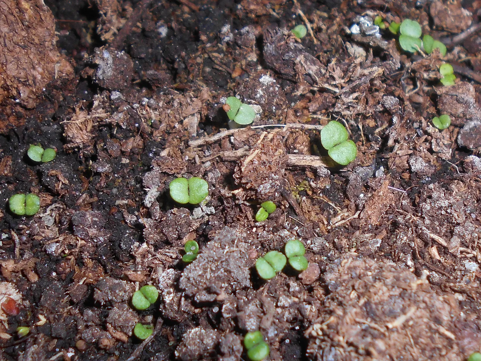 Oregano (Origanum Libanoticum) — commonly known as Lebanese Oregano or Hopflower Oregano; tolerant of drought once established, it thrives in, image 53