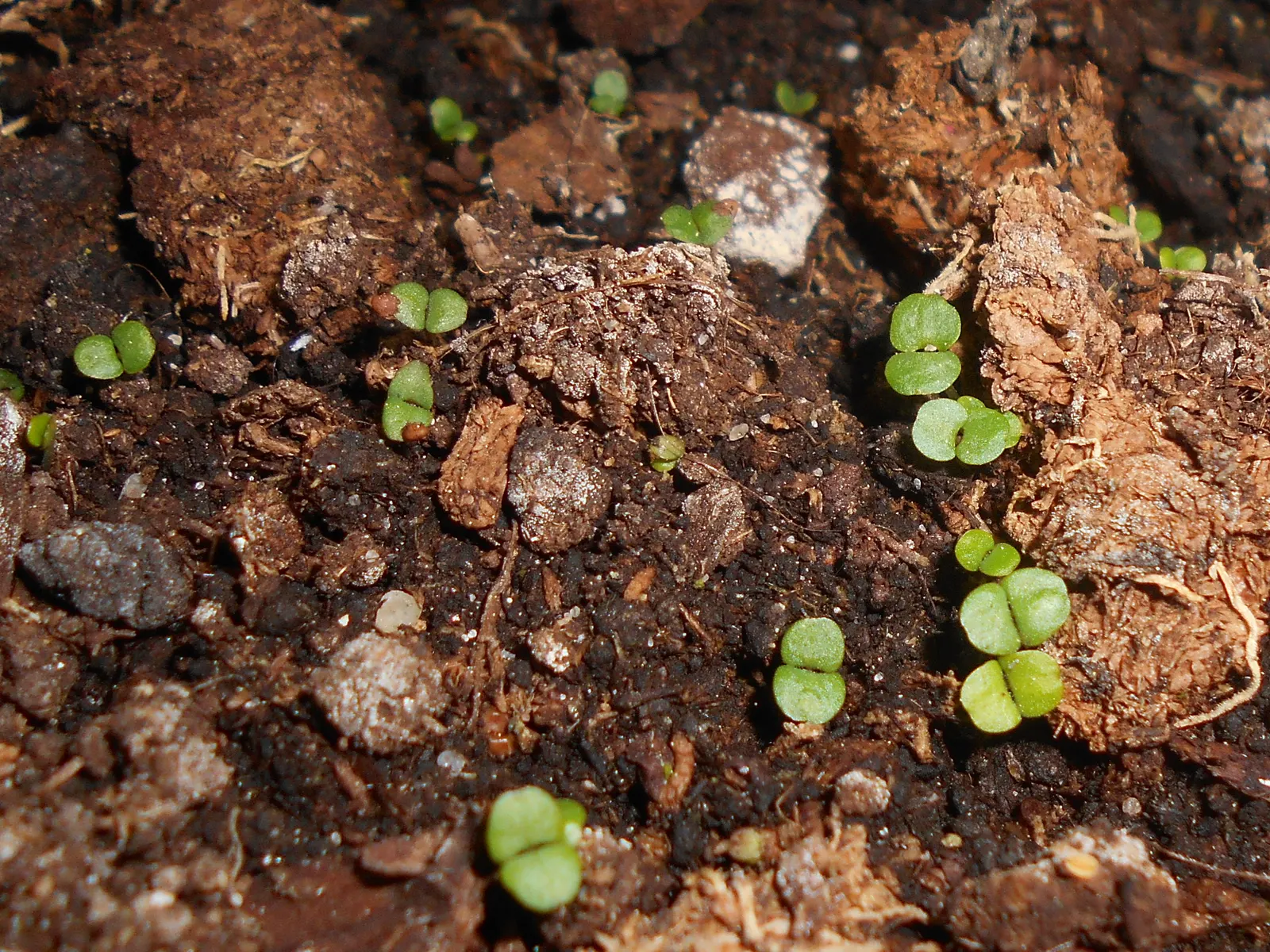 Oregano (Origanum Libanoticum) — commonly known as Lebanese Oregano or Hopflower Oregano