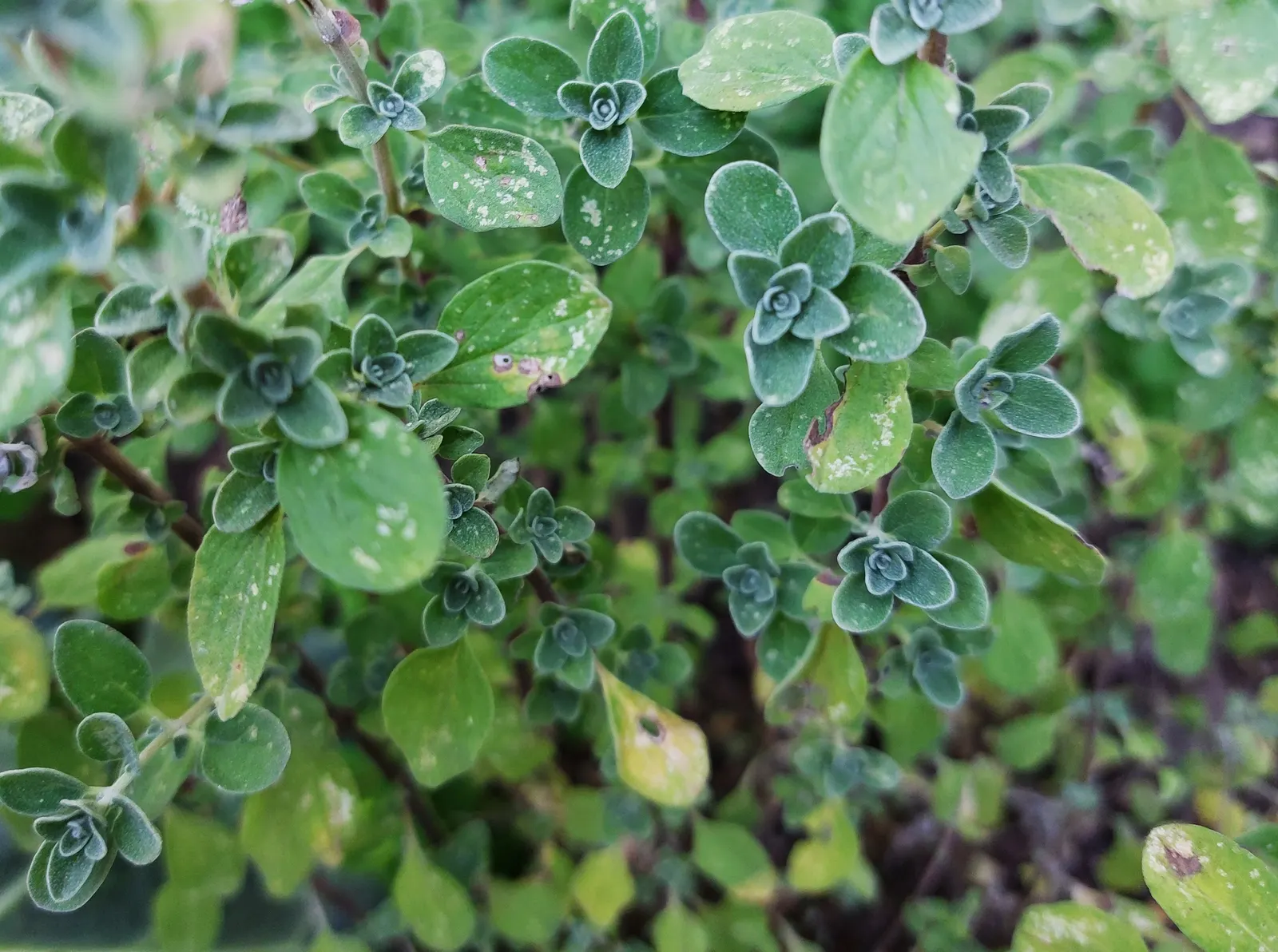 Oregano (Origanum Libanoticum) — which makes it an excellent choice for xeriscaping or regions with hotter; where the full effect of its pendant, image 69