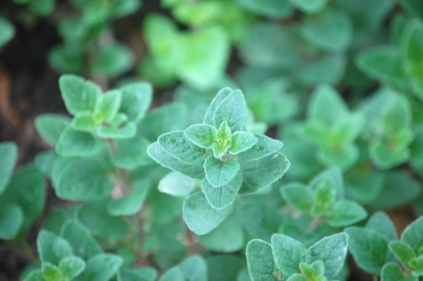 Oregano (Origanum Libanoticum) — It's drought-tolerant once established; its delicate pink to purplish flowers bloom in summer