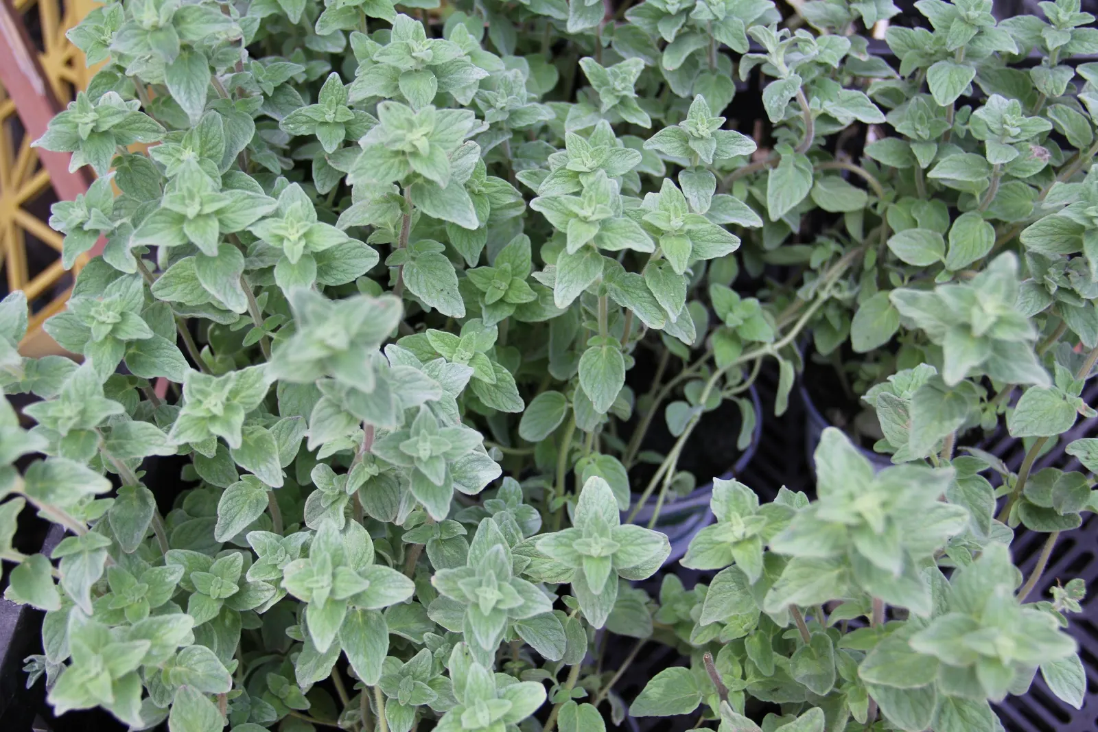 Oregano (Origanum Libanoticum) — commonly referred to as Lebanese Oregano