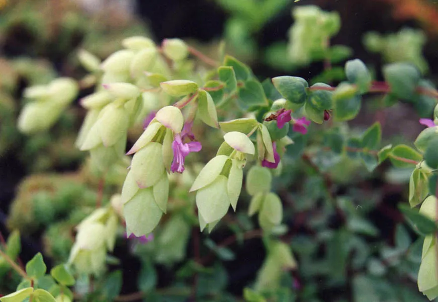 Oregano (Origanum Libanoticum) — it reaches a height of up to 12 inches while spreading 18 to 24 inches wide; exhibits a trailing habit, image 65