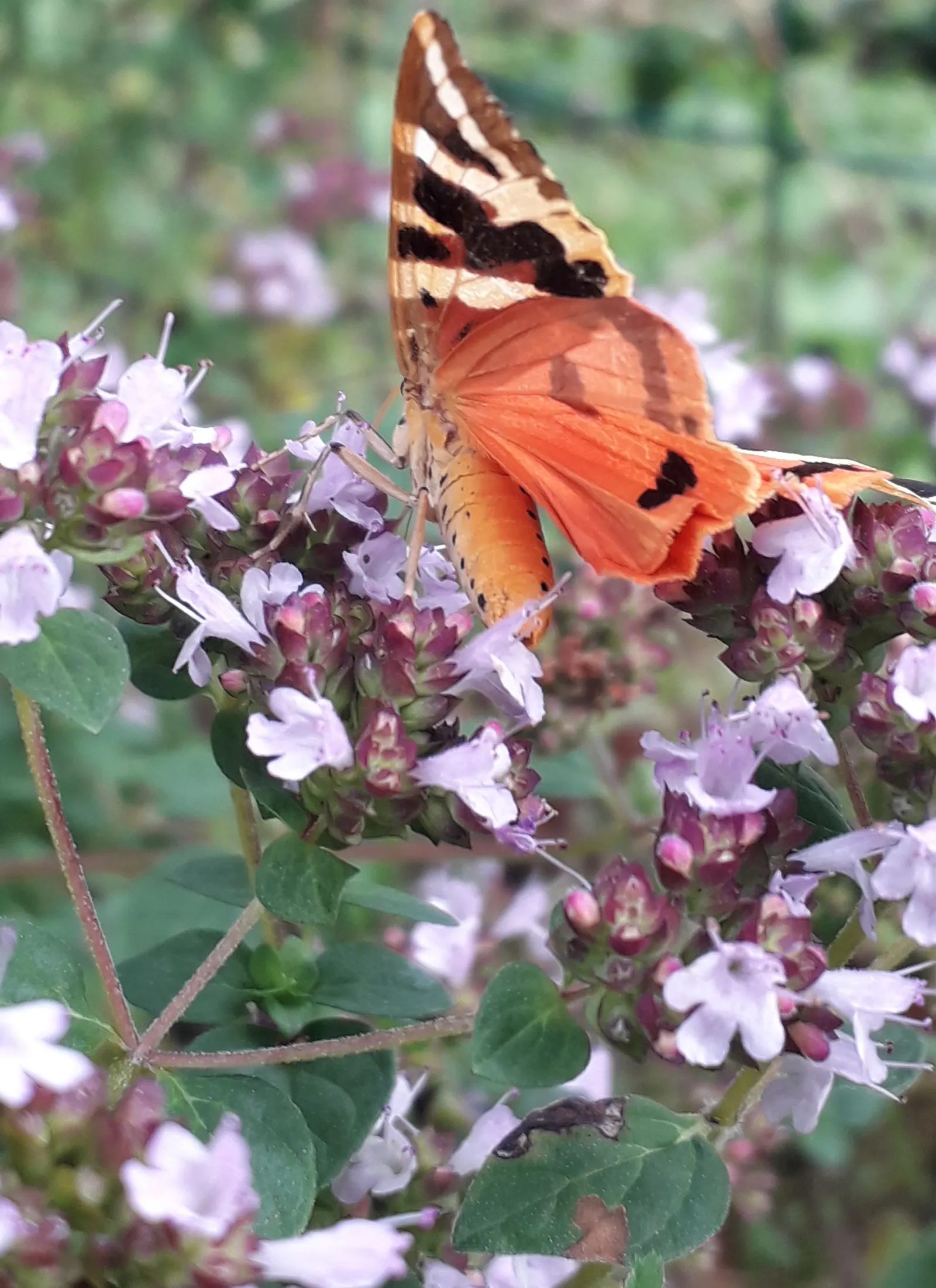 Oregano (Origanum Libanoticum) — with a grayish-green hue that offers a beautiful contrast against its summer flowers; which makes it an excellent choice for