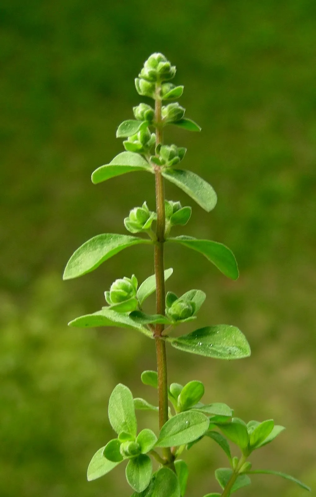 Oregano (Origanum Libanoticum) — commonly referred to as Lebanese Oregano; featuring an enchanting cascade of dainty pink and white flowers that can be a