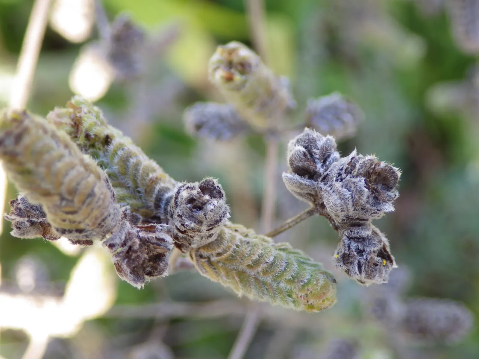 Oregano (Origanum Libanoticum) — making it particularly suited for raised beds
