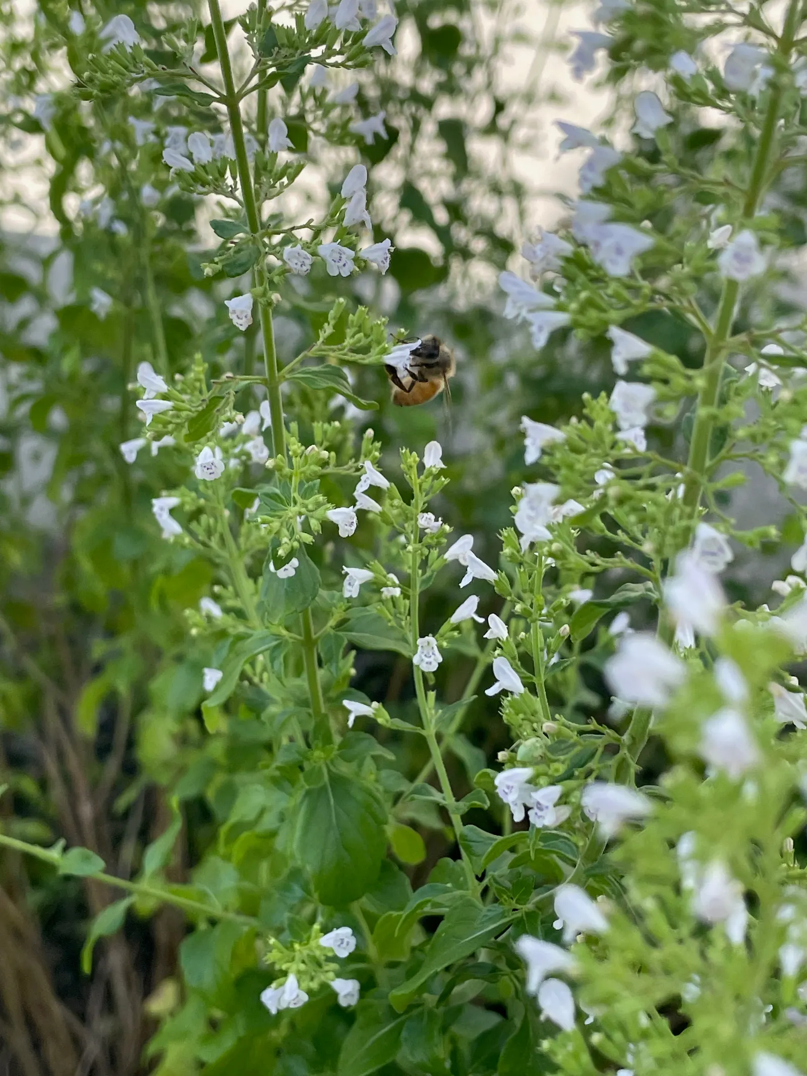 Oregano (Origanum Libanoticum) — and its role in supporting local ecology