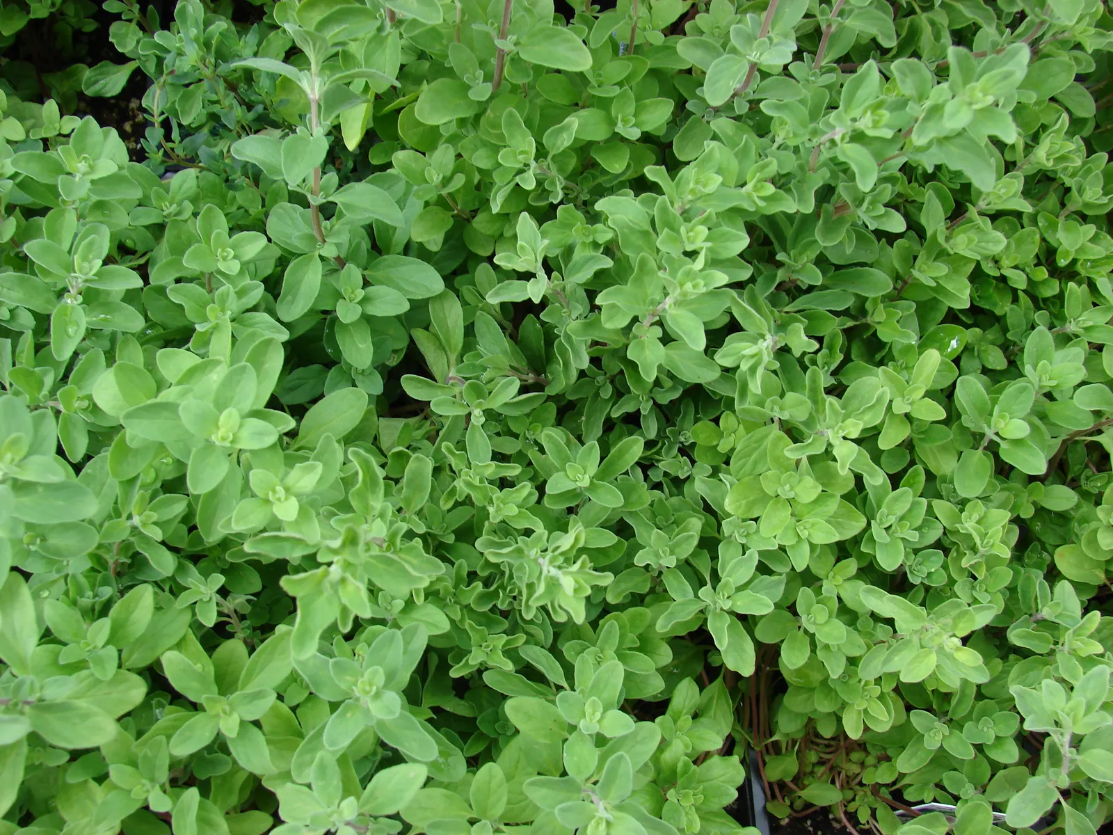 Oregano (Origanum Libanoticum) — is a perennial herb native to the Middle East; such as bees and butterflies