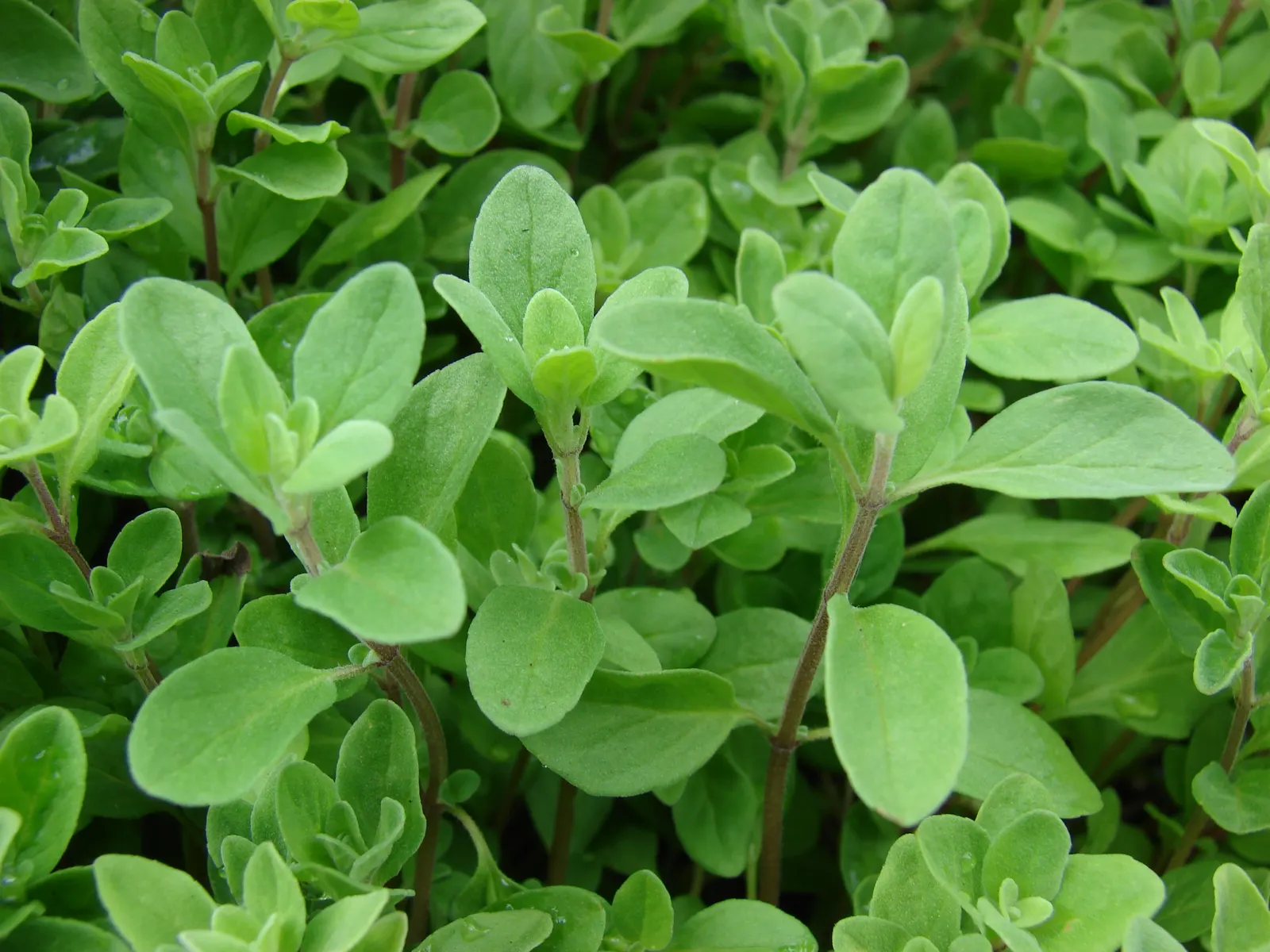 Oregano (Origanum Libanoticum) — exhibits a trailing habit; this herb thrives in USDA Hardiness Zones 8 through 11, preferring a sunny spot with well-drained