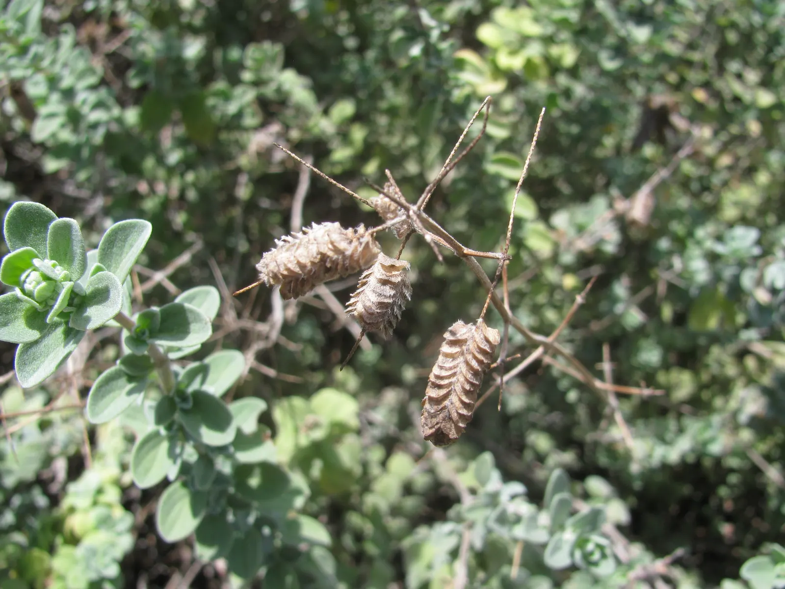 Oregano (Origanum Libanoticum) — Its delicate pink to purplish flowers bloom in summer; attracting pollinators and adding a fragrant touch to the landscape