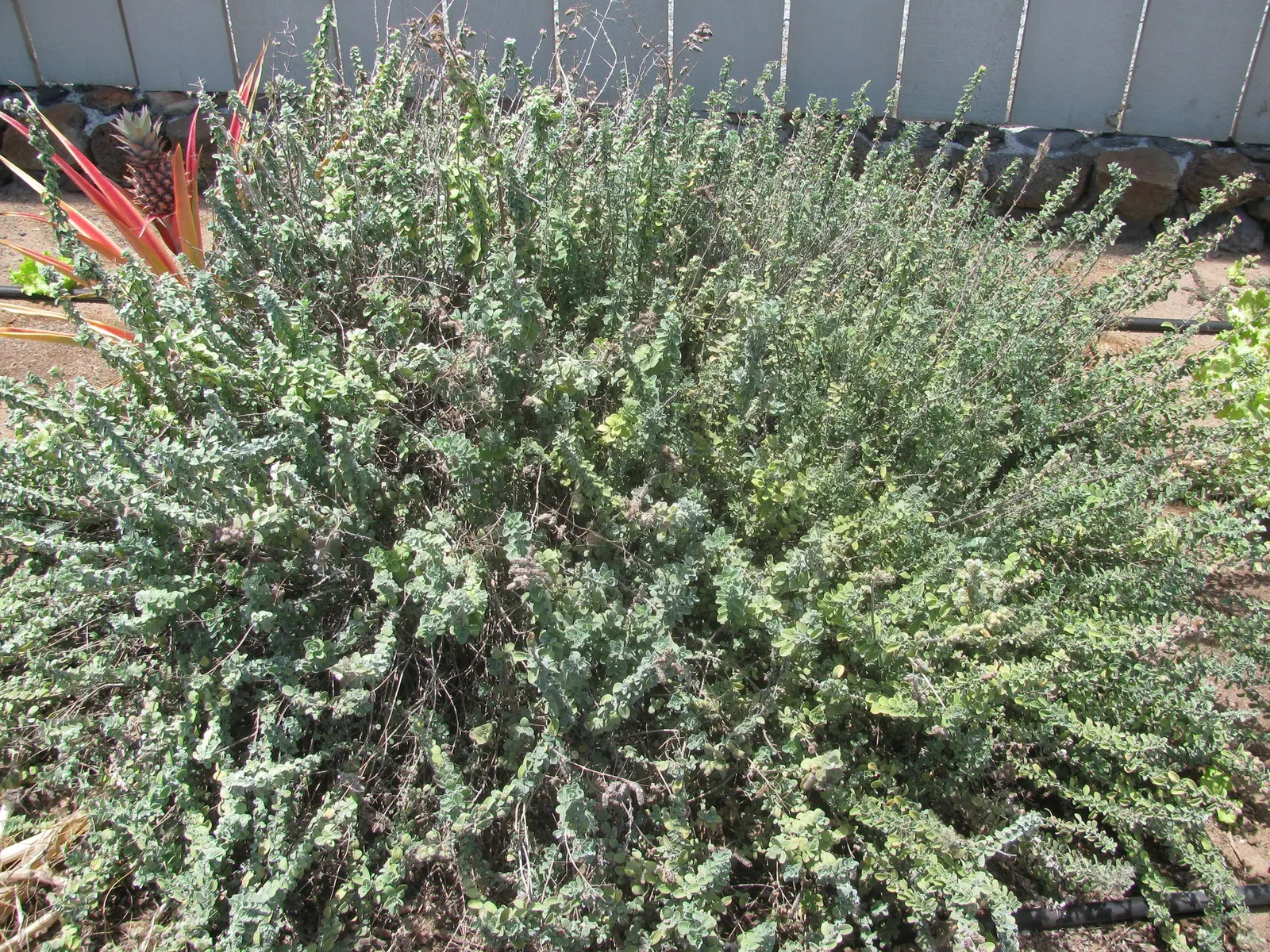 Oregano (Origanum Libanoticum) — It reaches up to 2 feet in width and 18 inches in height, flourishing in full sun to partial shade