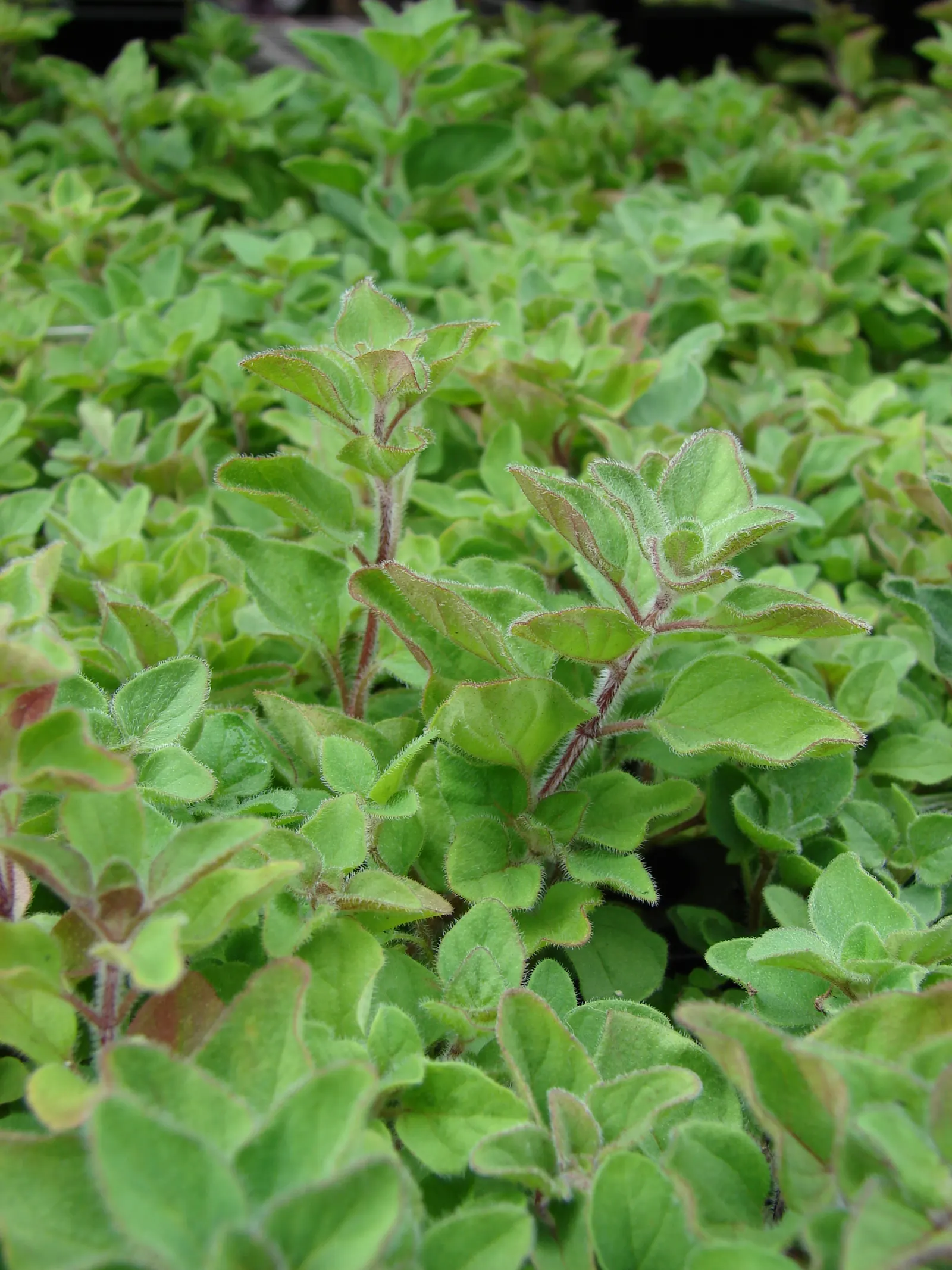 Oregano (Origanum Libanoticum) — exhibits a trailing habit; this herb thrives in USDA Hardiness Zones 8 through 11, preferring a sunny spot with, image 62