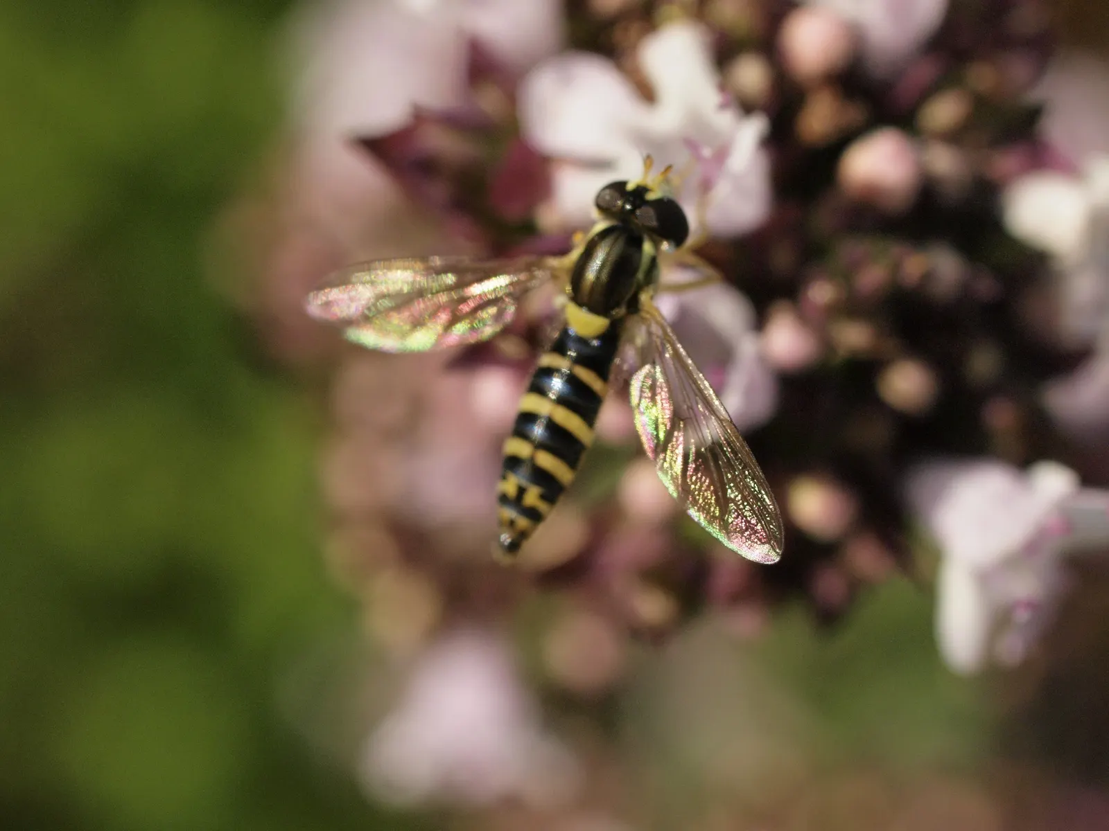 Oregano (Origanum Libanoticum) — and its role in supporting local ecology; it's drought-tolerant once established