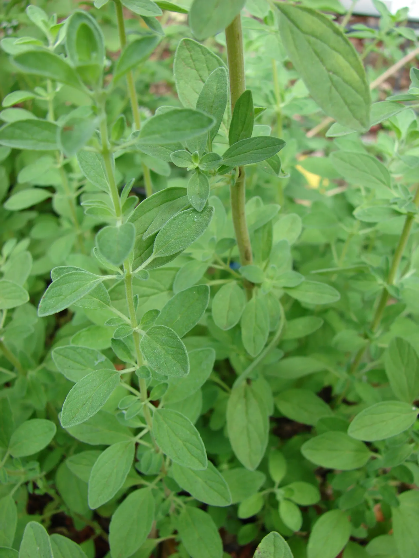 Oregano (Origanum Libanoticum) — When teaching clients about their garden plants; enhancing the biodiversity of the garden, image 74