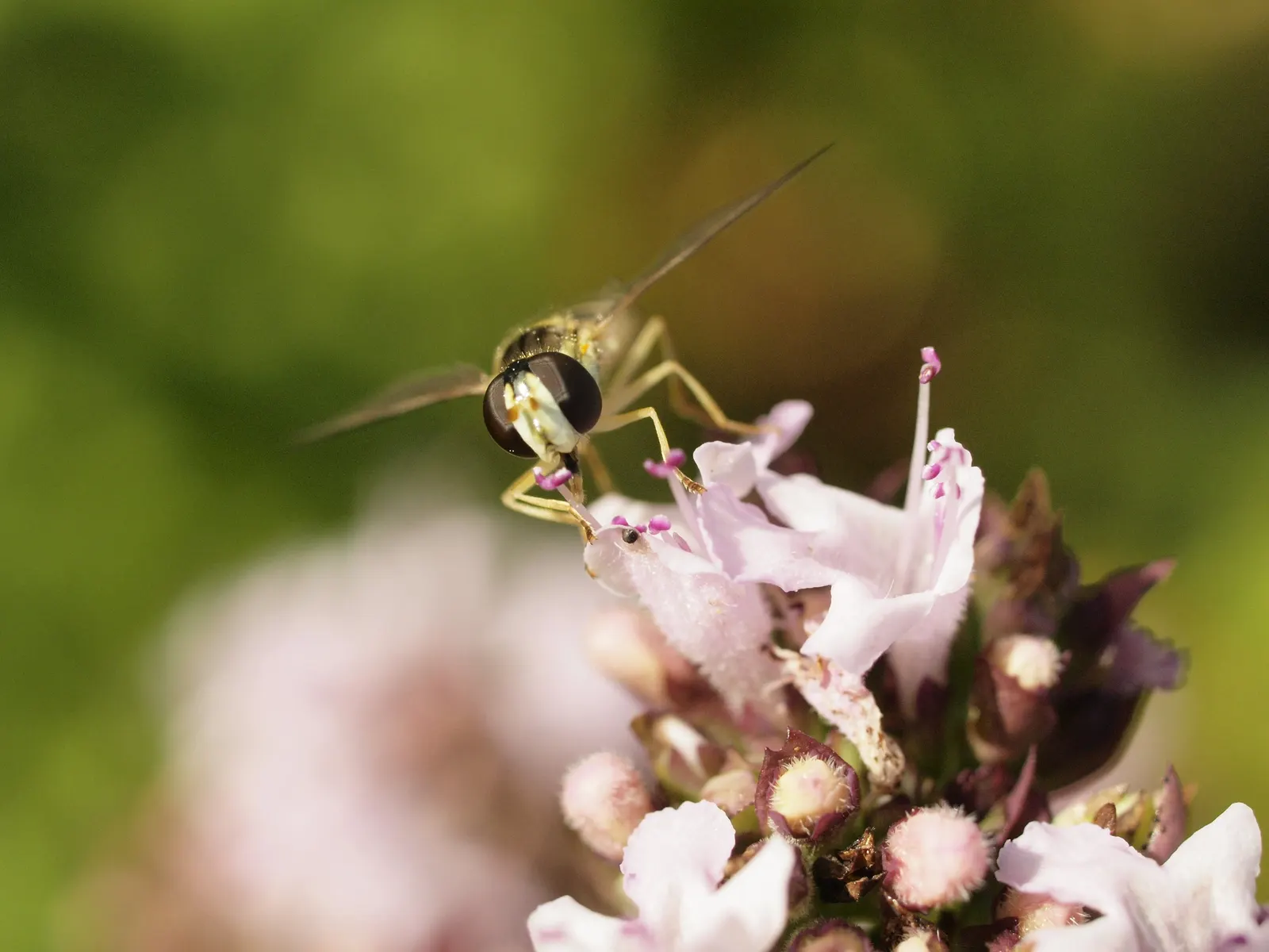 Oregano (Origanum Libanoticum) — enhancing the biodiversity of the garden
