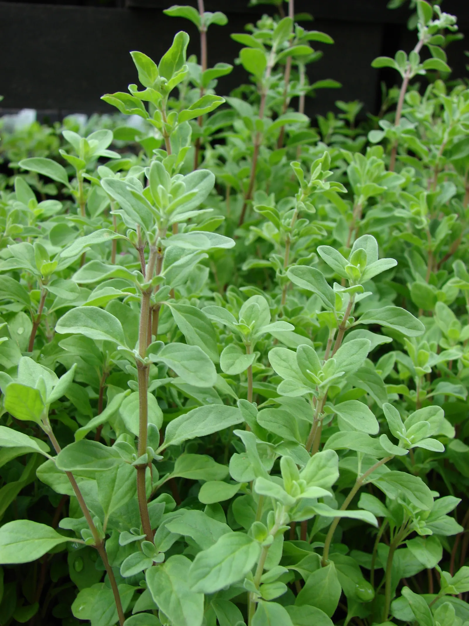 Oregano (Origanum Libanoticum) — This herb thrives in USDA Hardiness Zones 8 through 11, preferring a sunny spot with well-drained soil; ornamental and