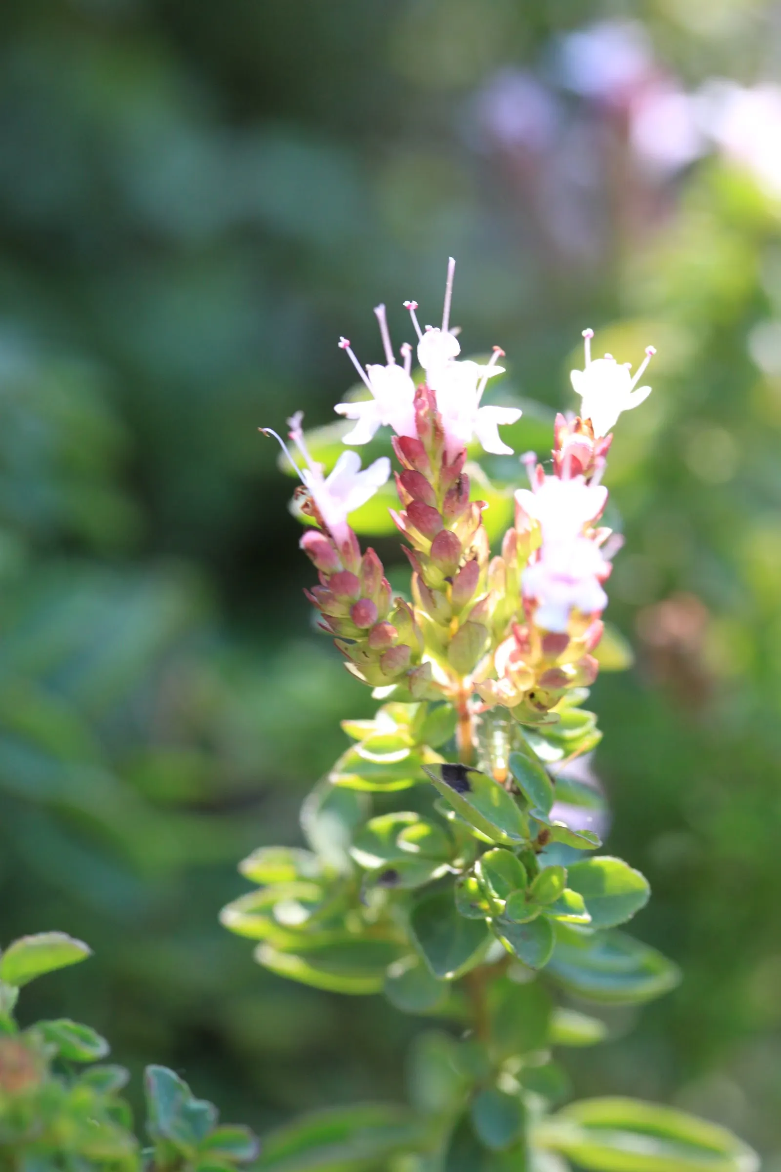Oregano (Origanum Libanoticum) — Origanum libanoticum not only provides visual appeal but also attracts pollinators; herb / perennial for full