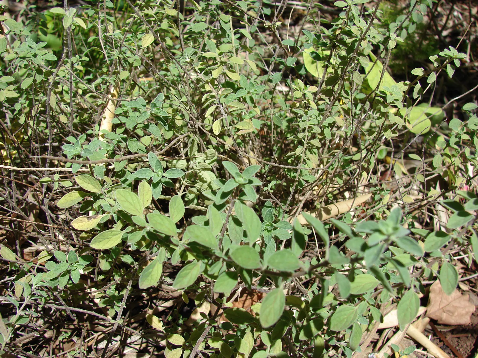 Oregano (Origanum Libanoticum) — it reaches a height of up to 12 inches while spreading 18 to 24 inches wide