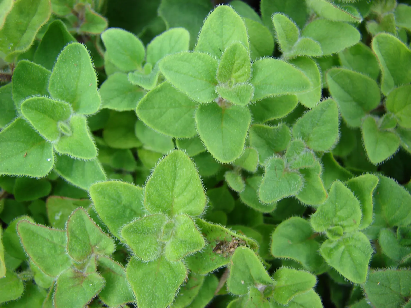 Oregano (Origanum Libanoticum) — It's drought-tolerant once established; its delicate pink to purplish flowers bloom in summer, image 68