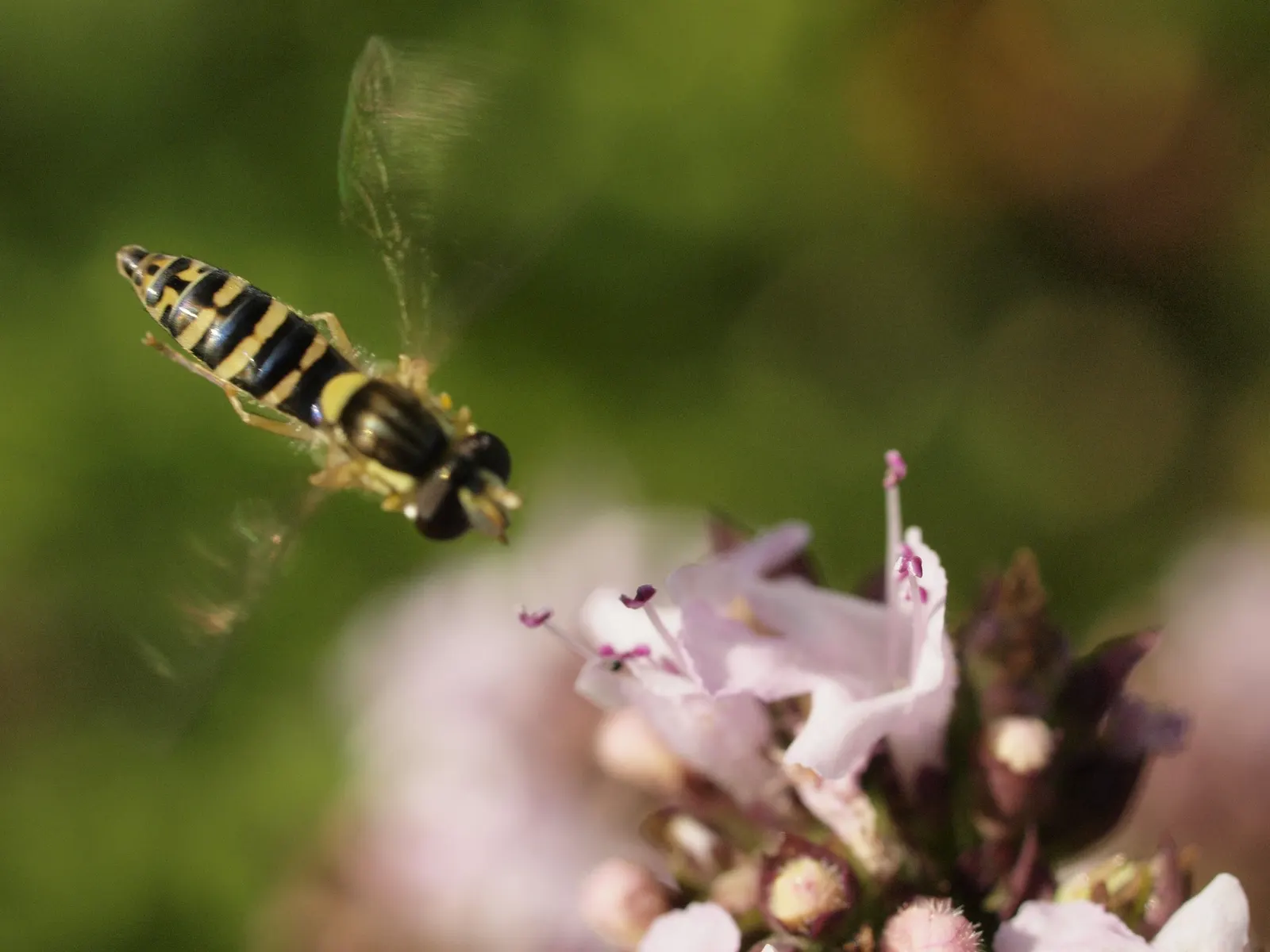 Oregano (Origanum Libanoticum) — is a perennial herb native to the Middle East; such as bees and butterflies, image 59