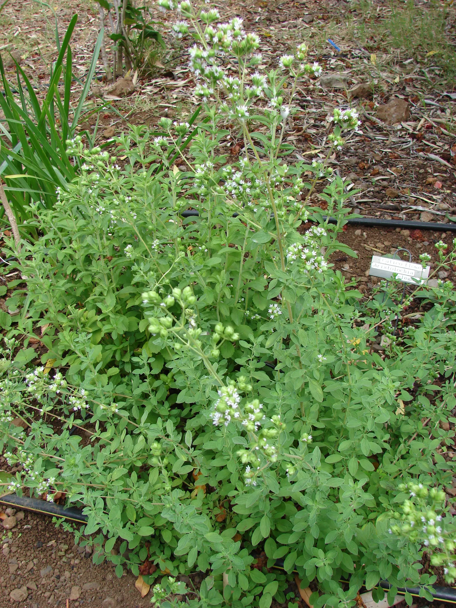 Oregano (Origanum Libanoticum) — such as bees and butterflies; is a perennial herb native to the Middle East, image 72