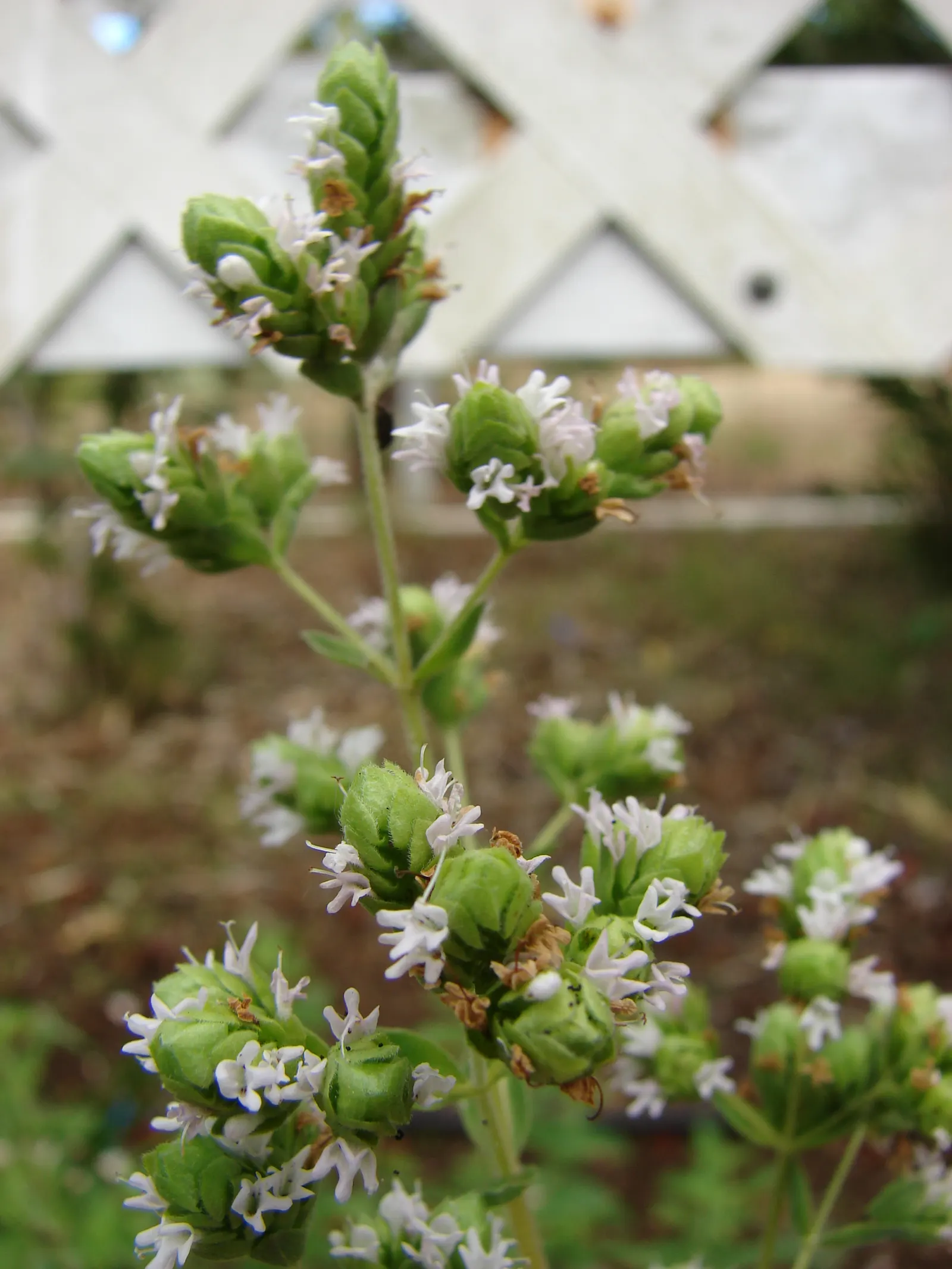 Oregano (Origanum Libanoticum) — is a perennial herb prized for its cascading habit and showy; making it particularly suited for raised beds, image 54
